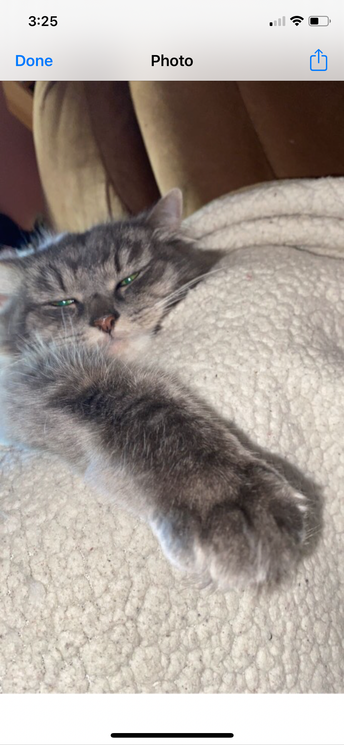 Help Squirt Cross the Rainbow Bridge at Home campaign photo, 4 of 6