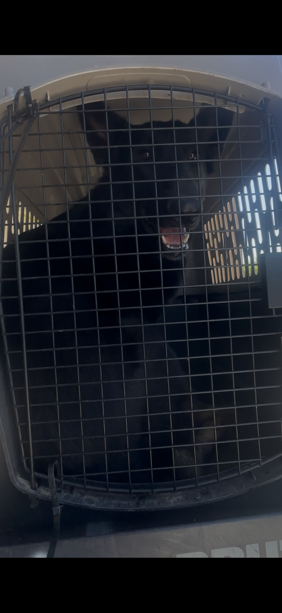 Urgent Appeal: Help Barney and Maximus Overcome Their Fear campaign photo, 2 of 4