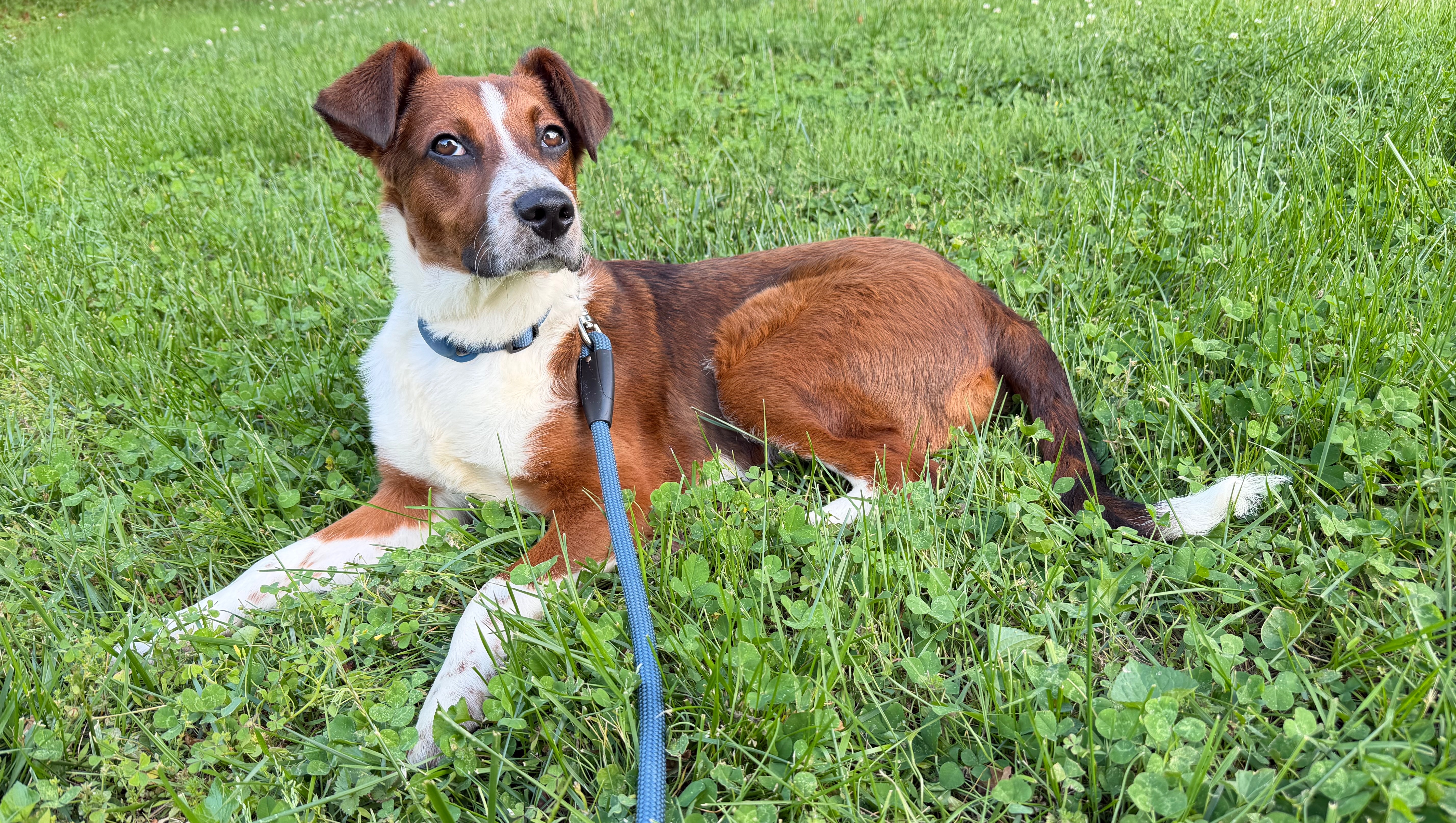 30-Mile Dog Walk with Porter for the American Cancer Society