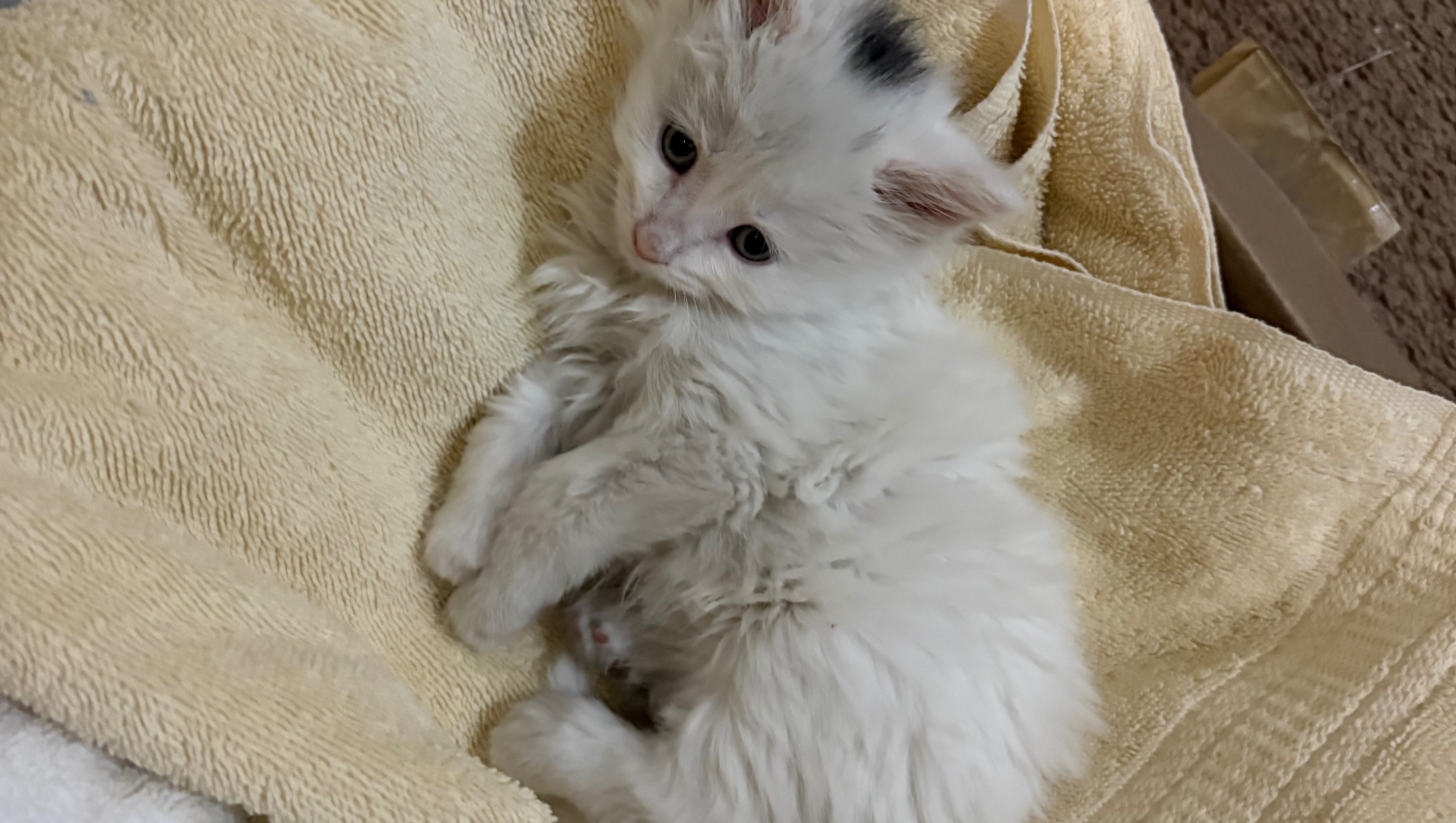 Help Baby Casper Heal and Thrive photo