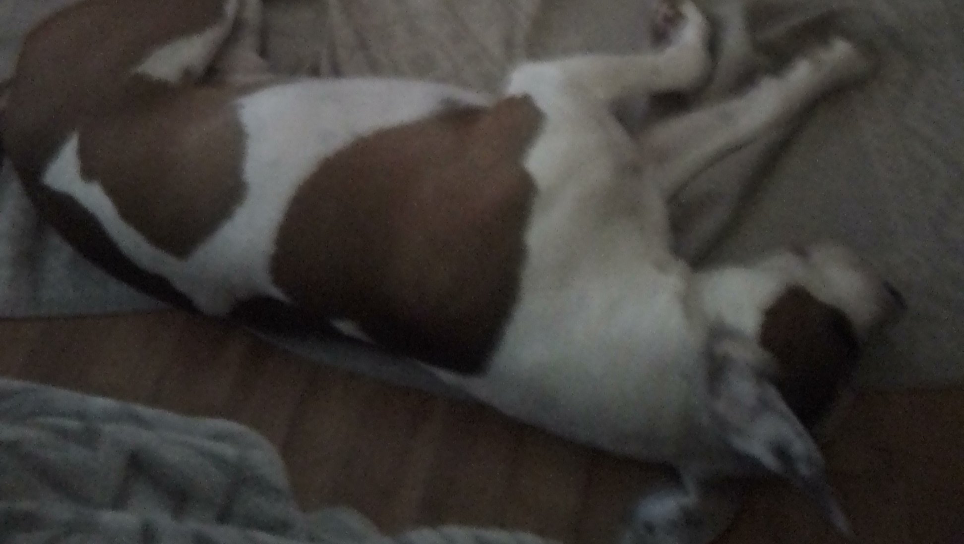 Help Kim & Pork Chop Rebuild After Hardship photo