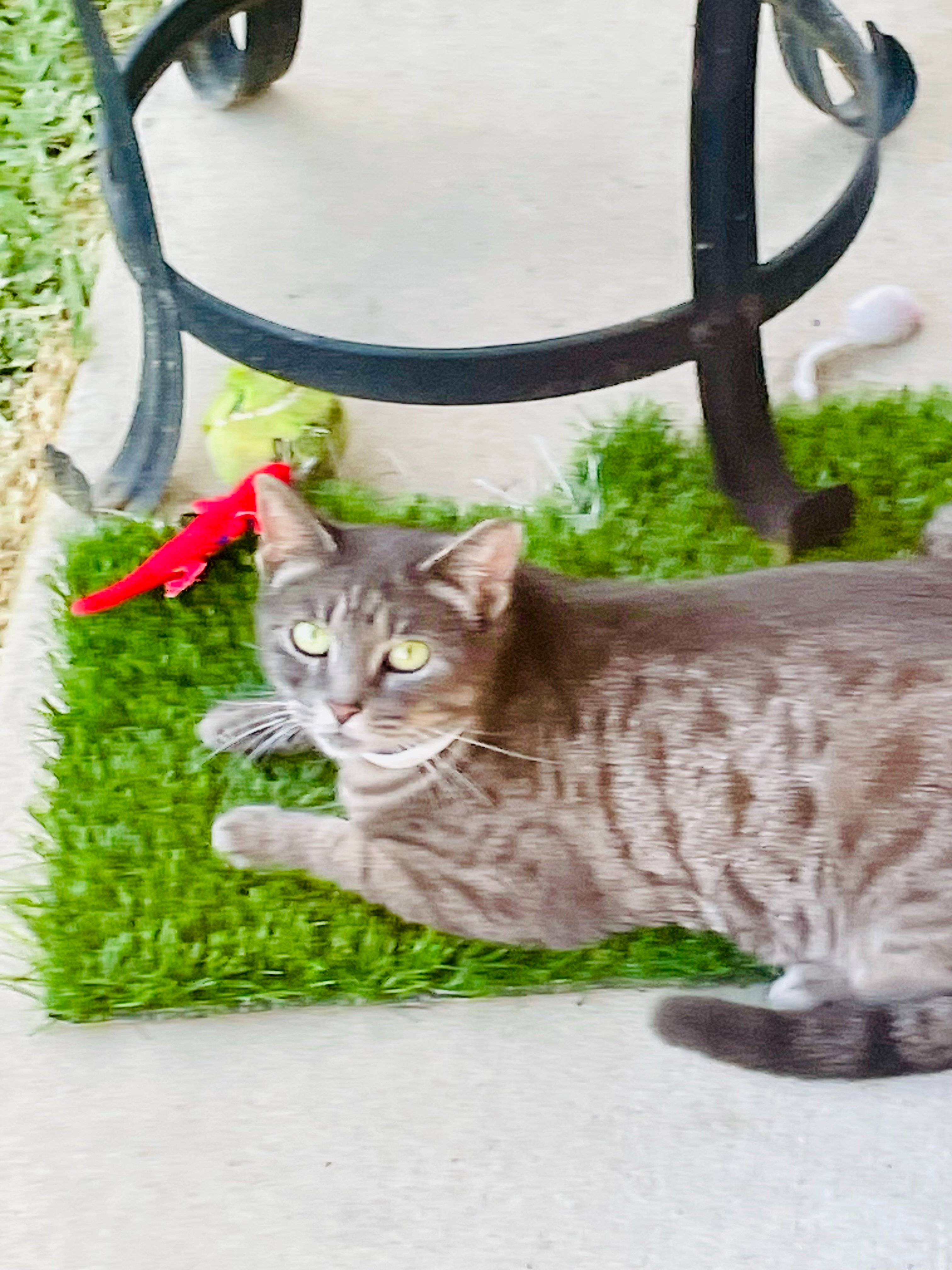 Join 4Paws4Claws: Giving Animals and People Second Chances campaign photo, 7 of 8