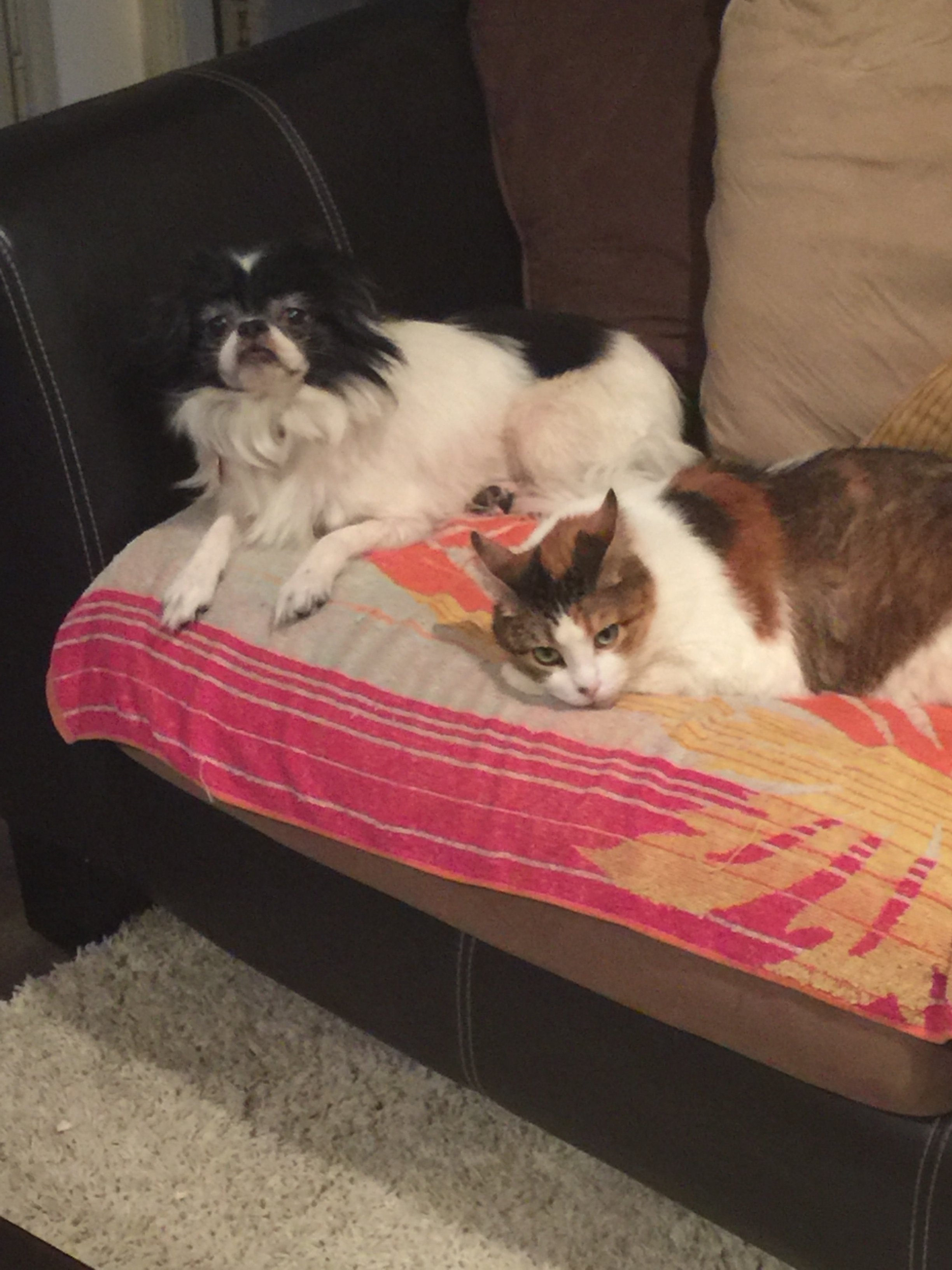 Join 4Paws4Claws: Giving Animals and People Second Chances campaign photo, 2 of 8