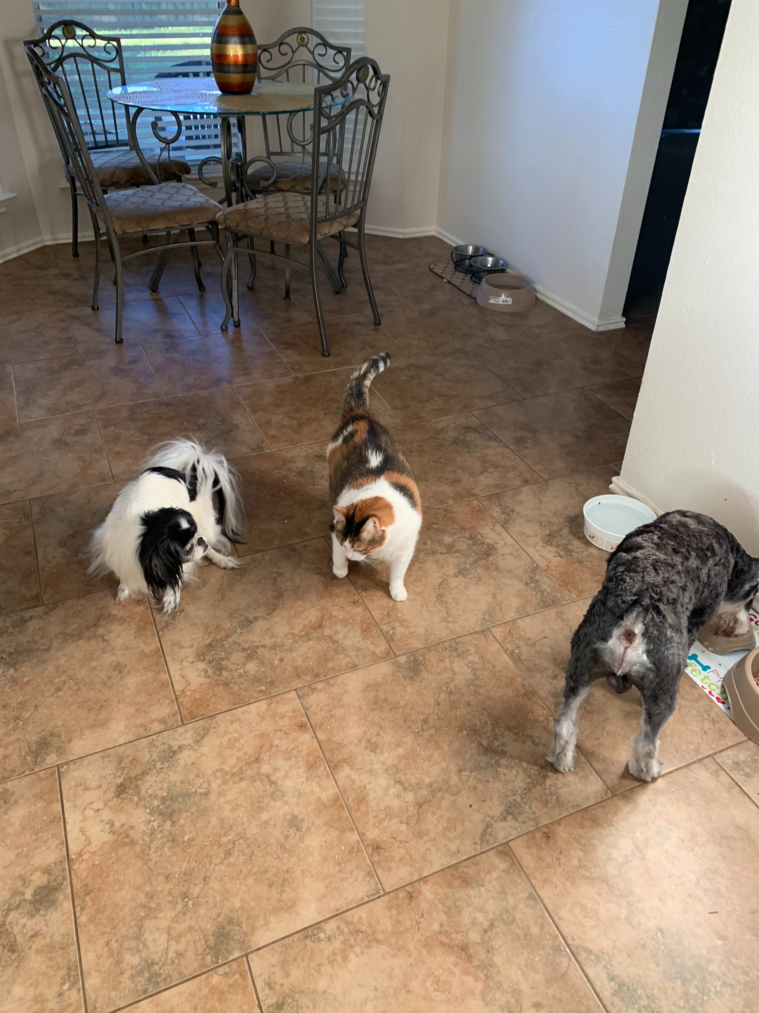 Join 4Paws4Claws: Giving Animals and People Second Chances campaign photo, 4 of 8