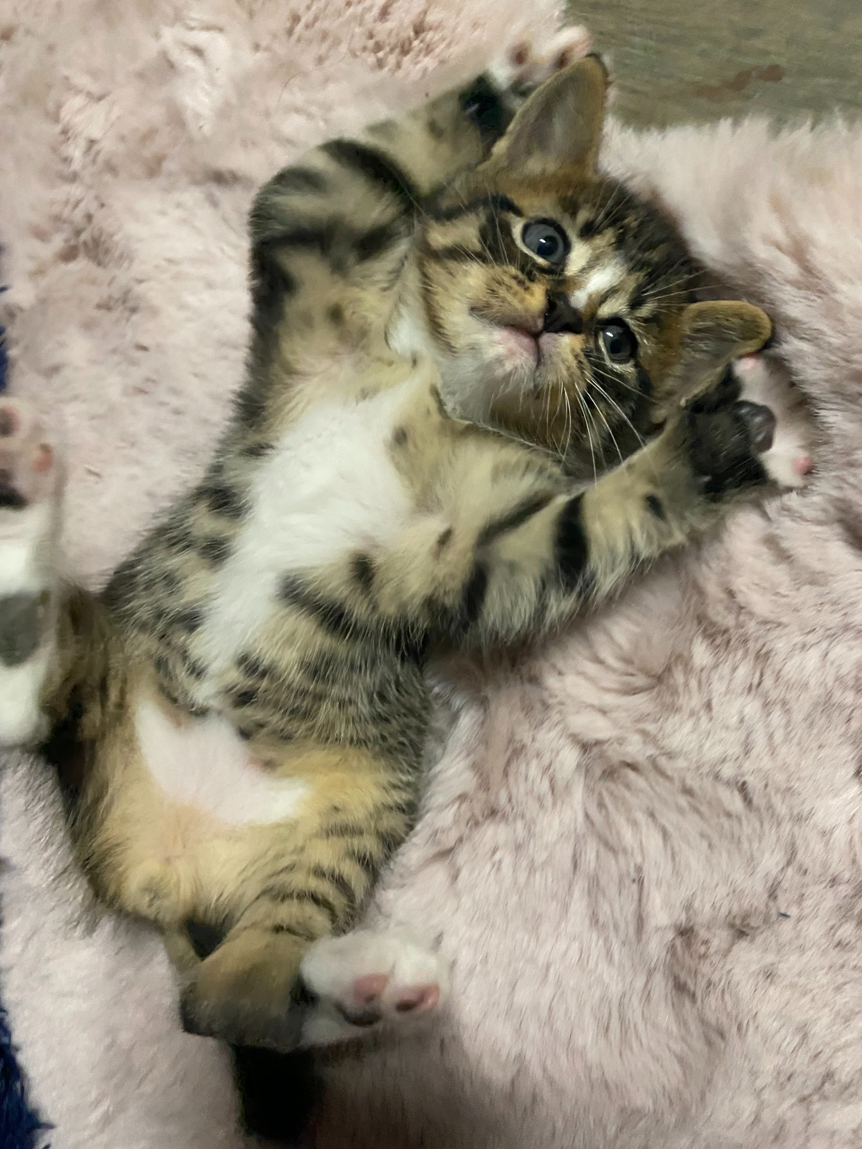 Join 4Paws4Claws: Giving Animals and People Second Chances campaign photo, 5 of 8