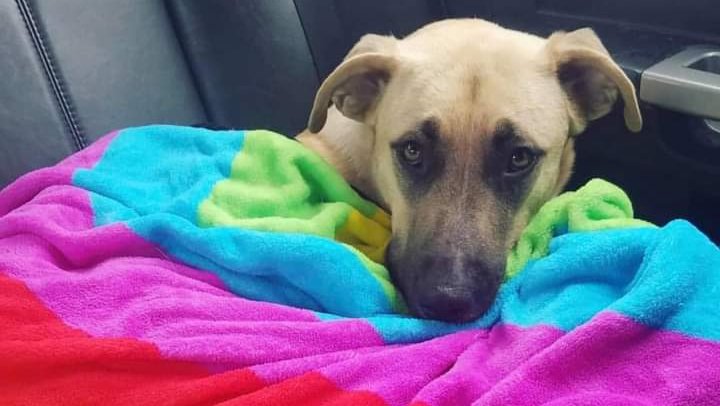 Help My Senior Dog Get Urgent Vet Care photo