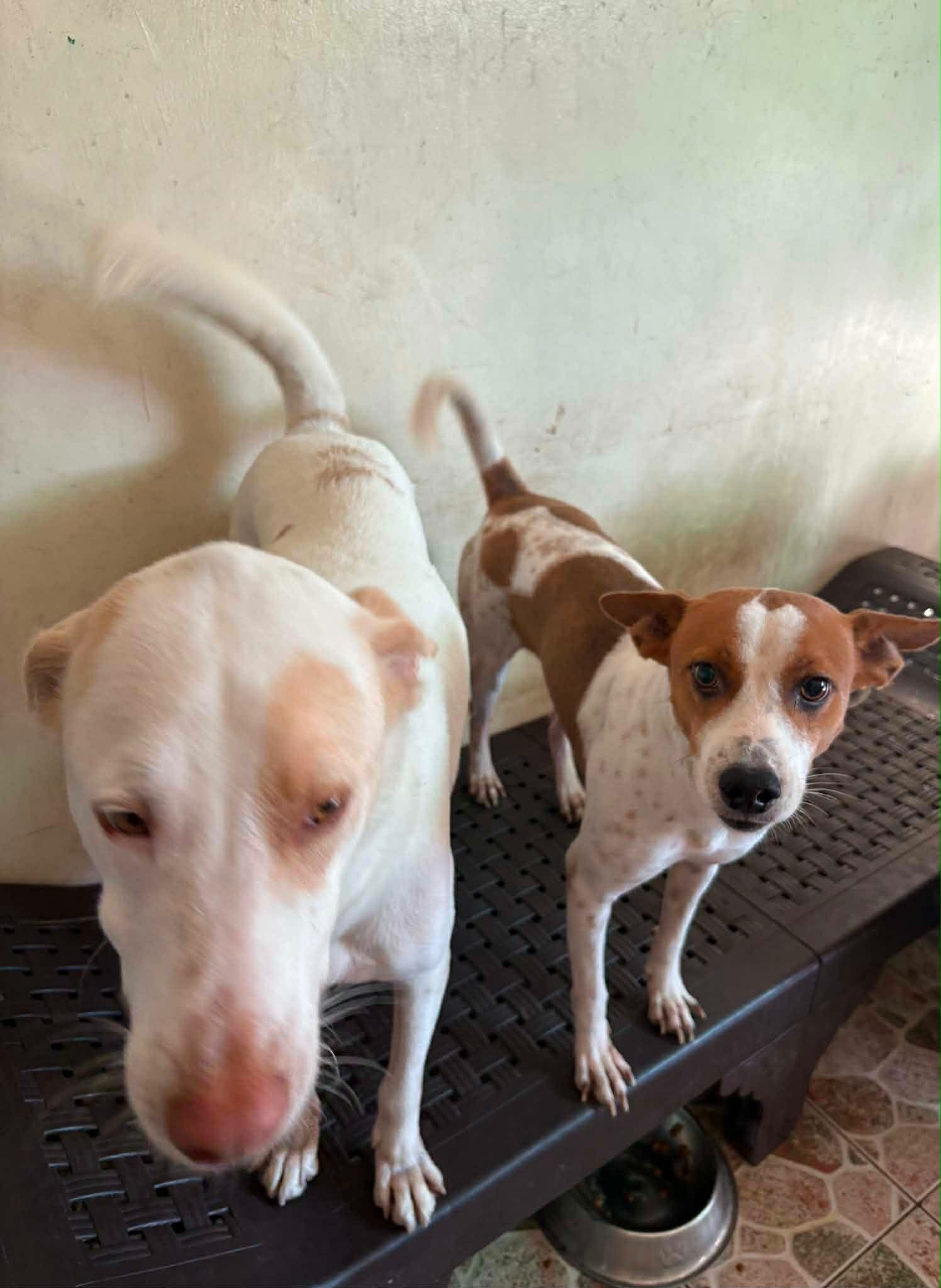 Please help Jaychel with her cats and dogs who are suffering campaign photo, 7 of 8