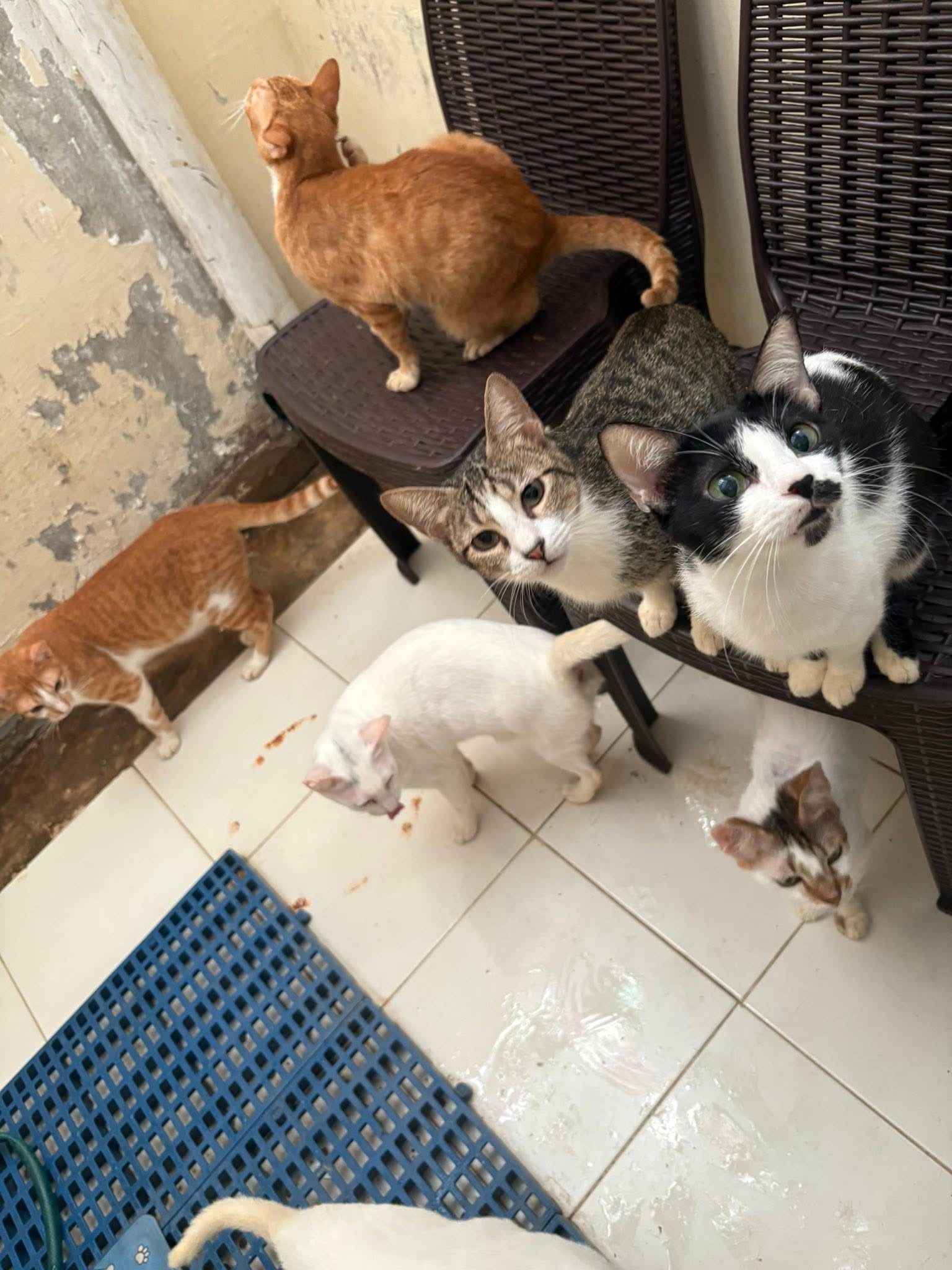 Please help Jaychel with her cats and dogs who are suffering campaign photo, 4 of 8