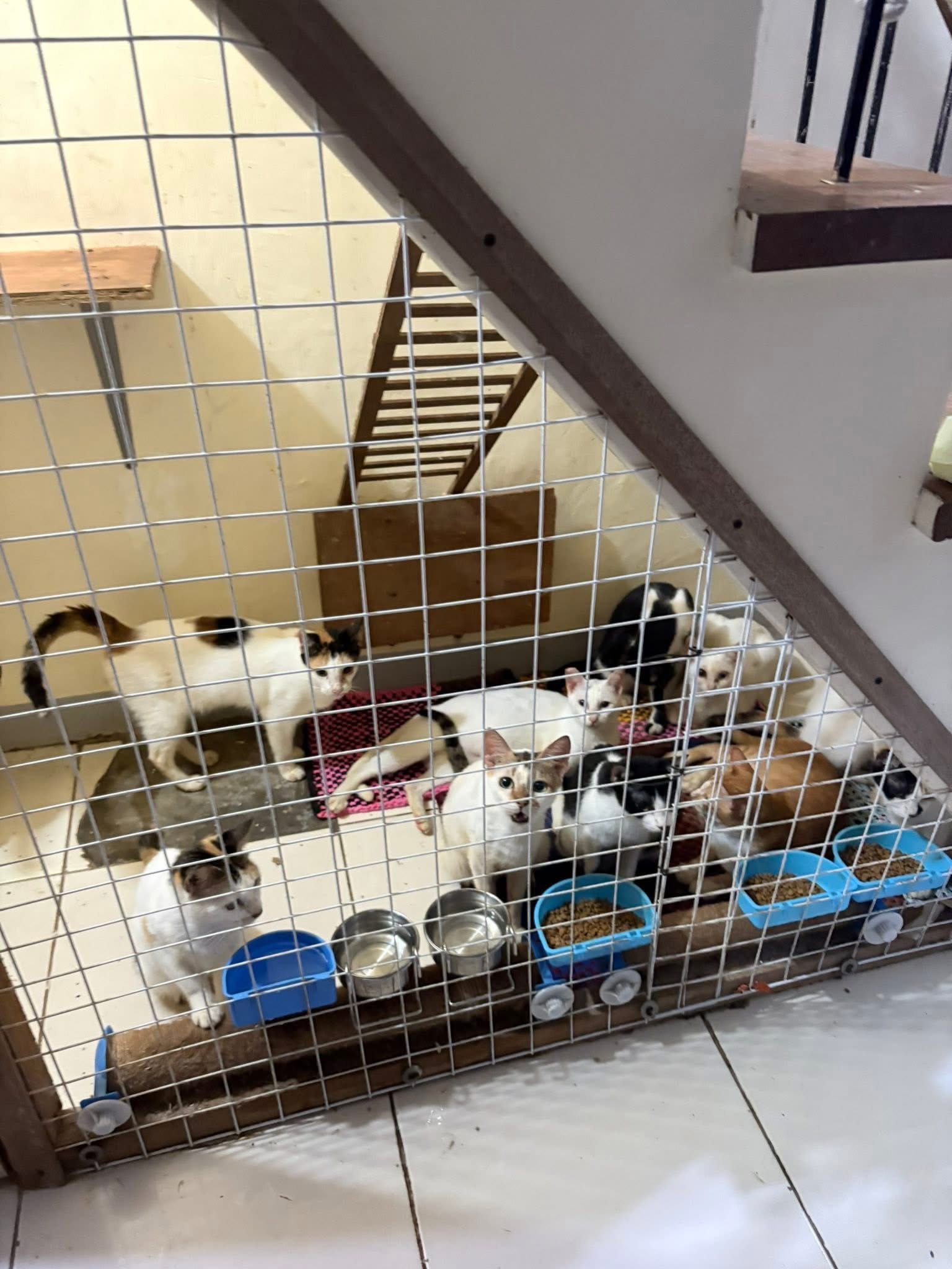 Please help Jaychel with her cats and dogs who are suffering campaign photo, 2 of 8