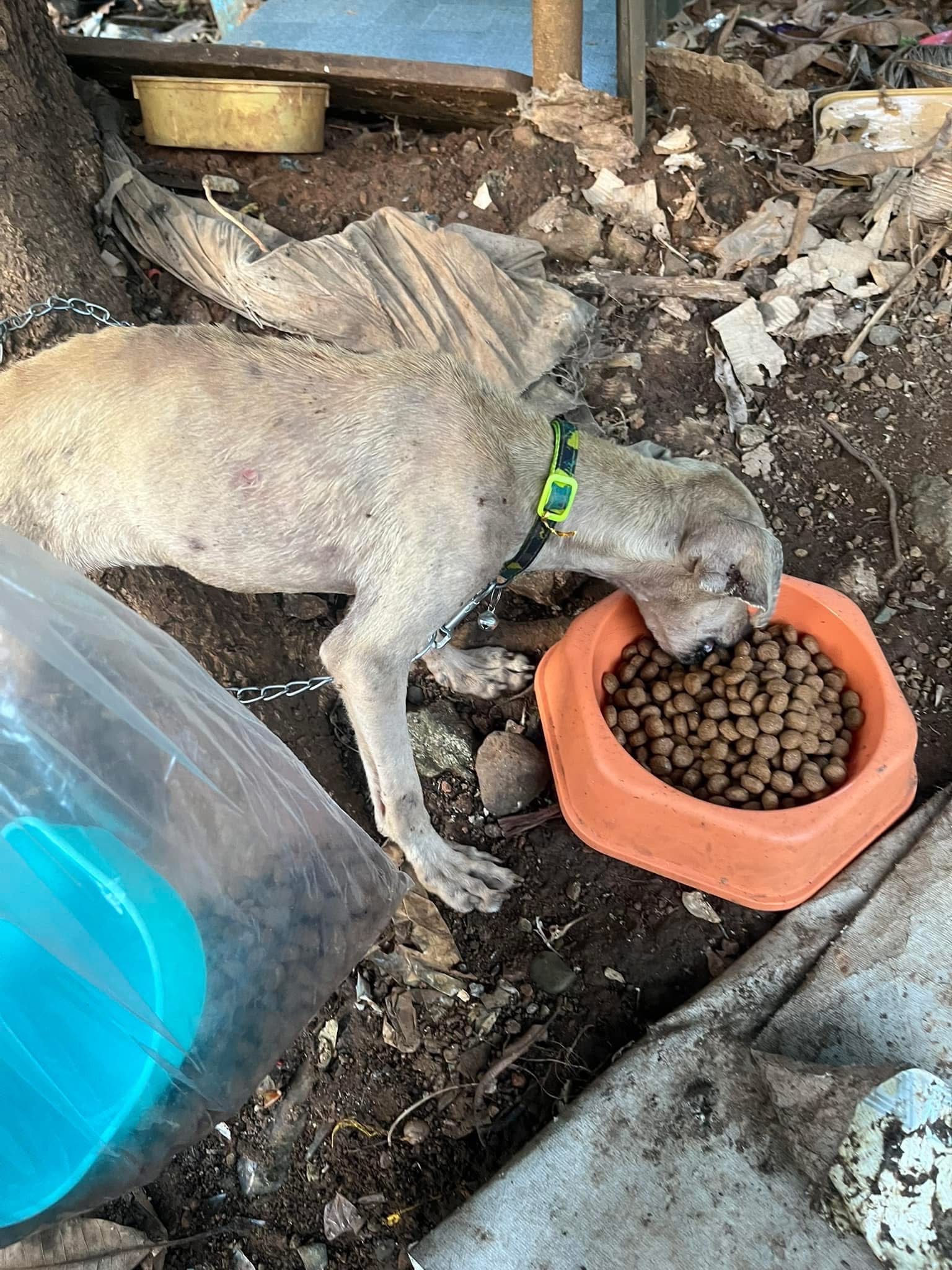 Please help Jaychel with her cats and dogs who are suffering campaign photo, 5 of 8