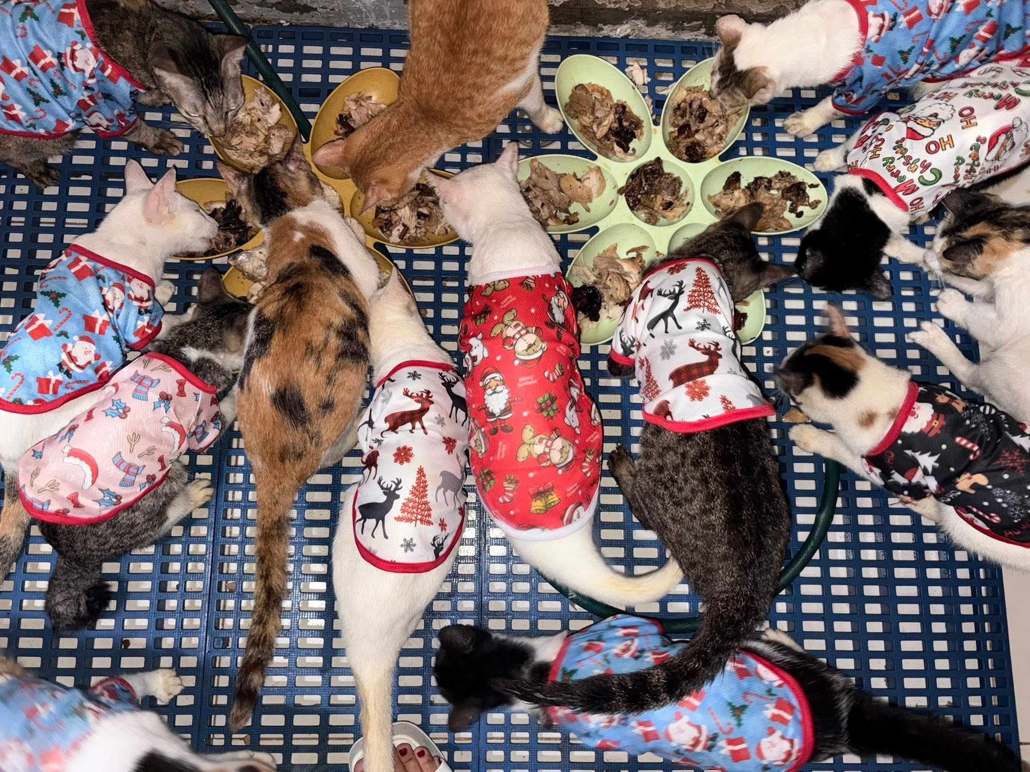 Please help Jaychel with her cats and dogs who are suffering campaign photo, 6 of 8