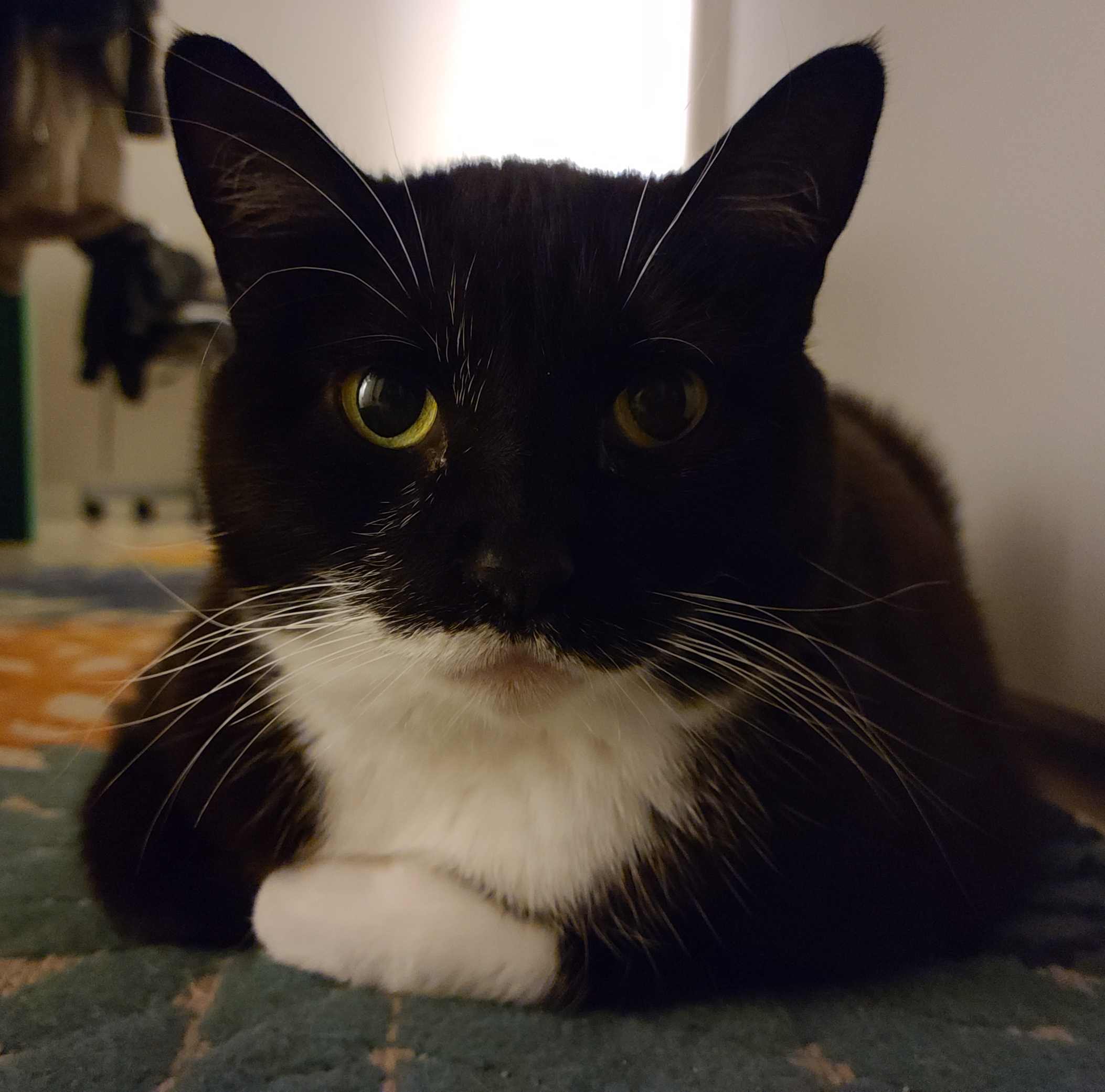 Help Andrew, Shelby, and their two kitties stay housed! campaign photo, 4 of 5