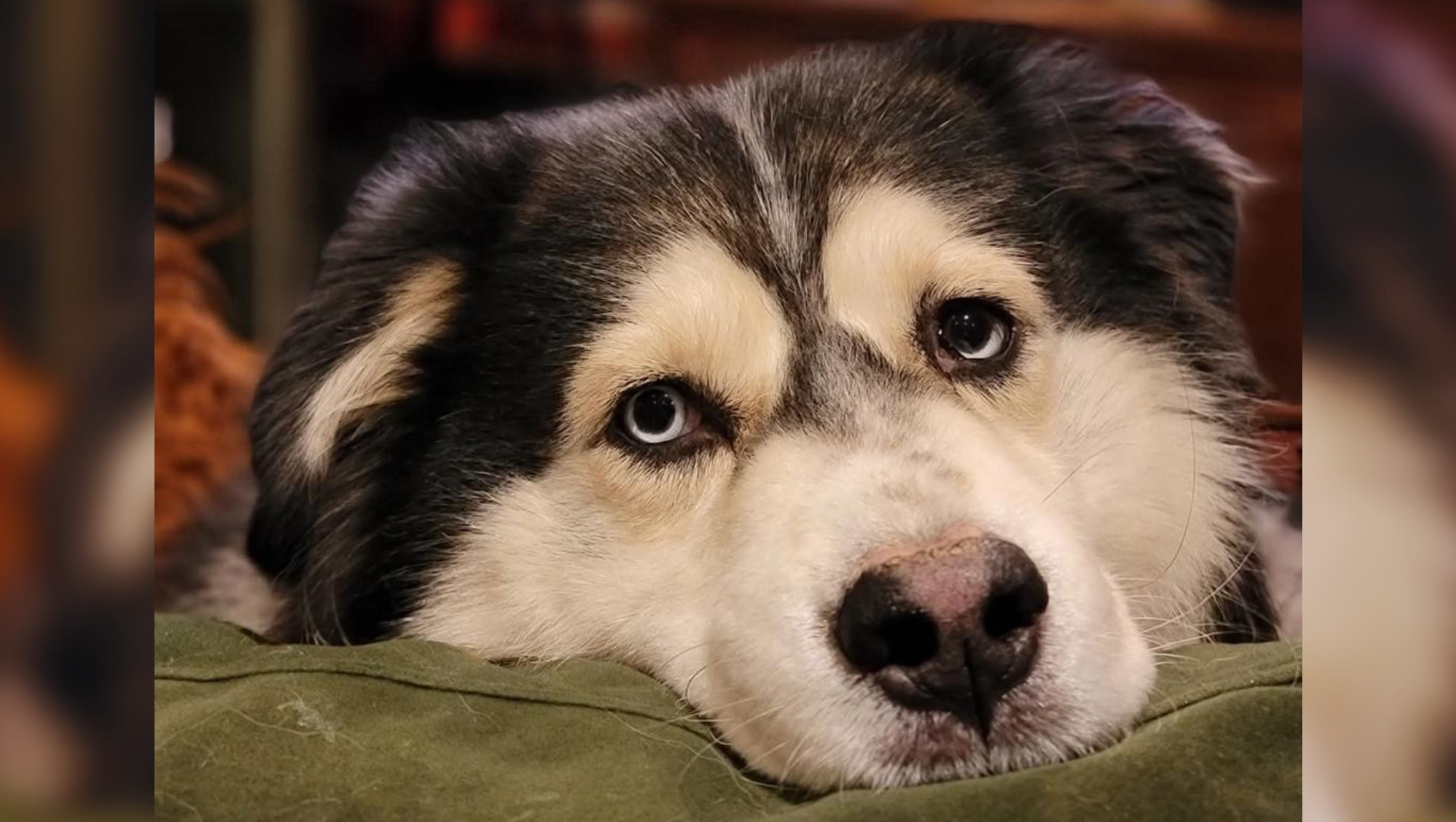 Hades Care Expenses Fundraiser photo