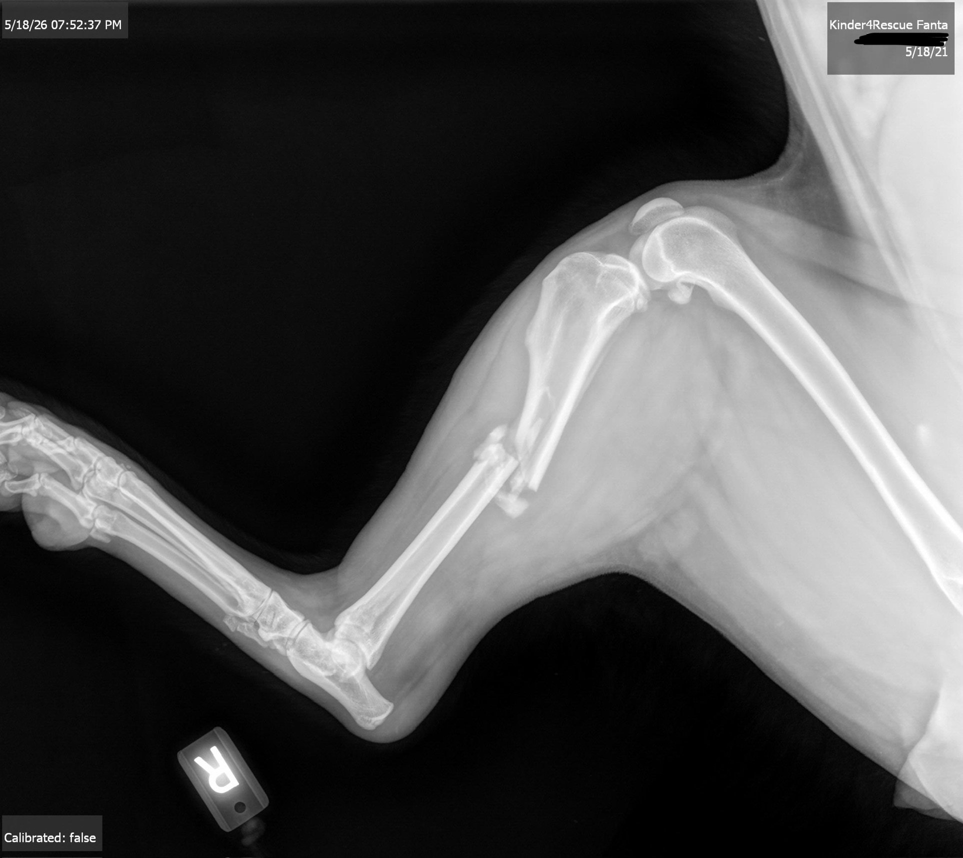 Help Injured Husky Get Life-Saving Surgery campaign photo, 2 of 8