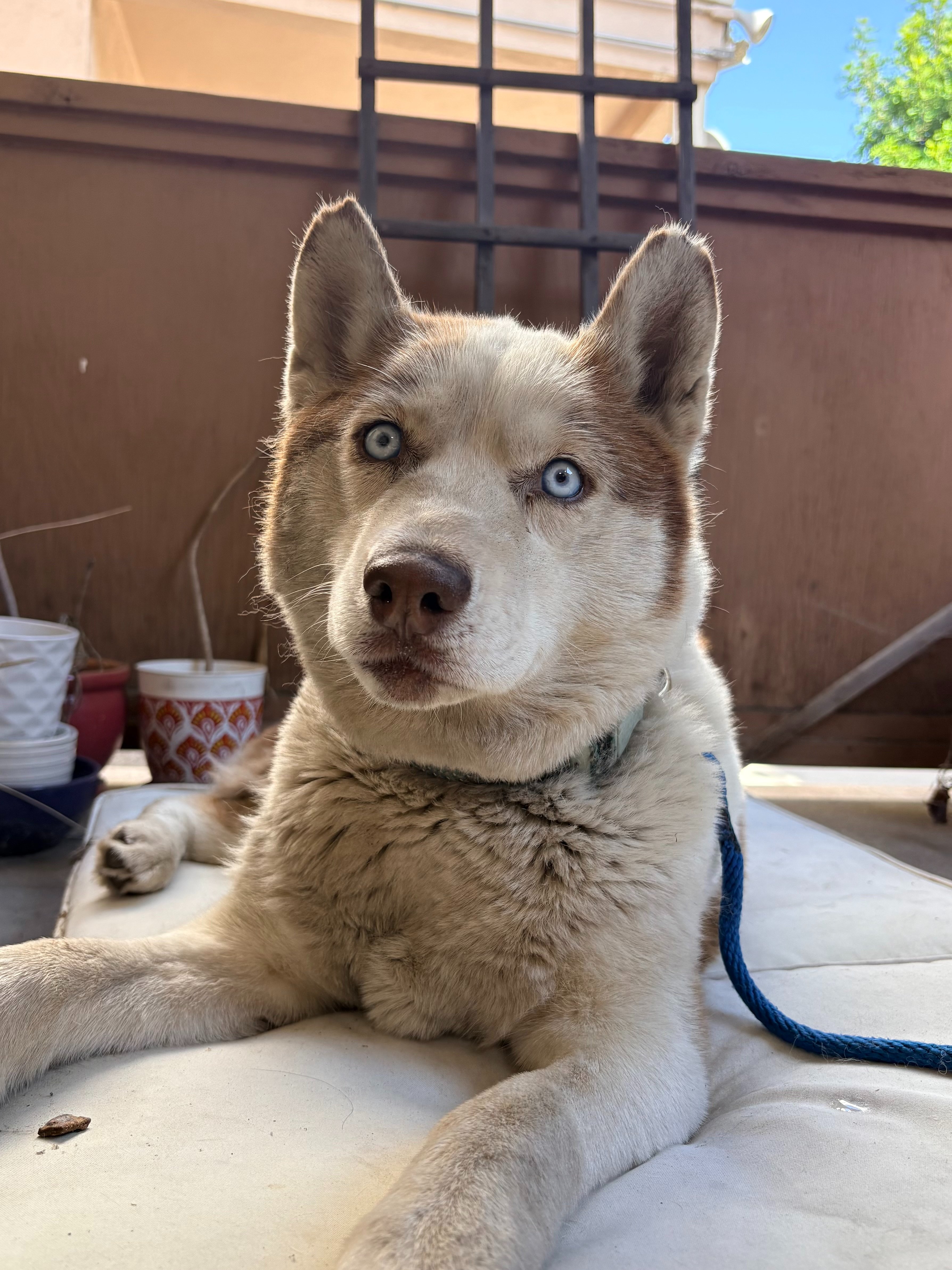 Help Injured Husky Get Life-Saving Surgery campaign photo, 4 of 8