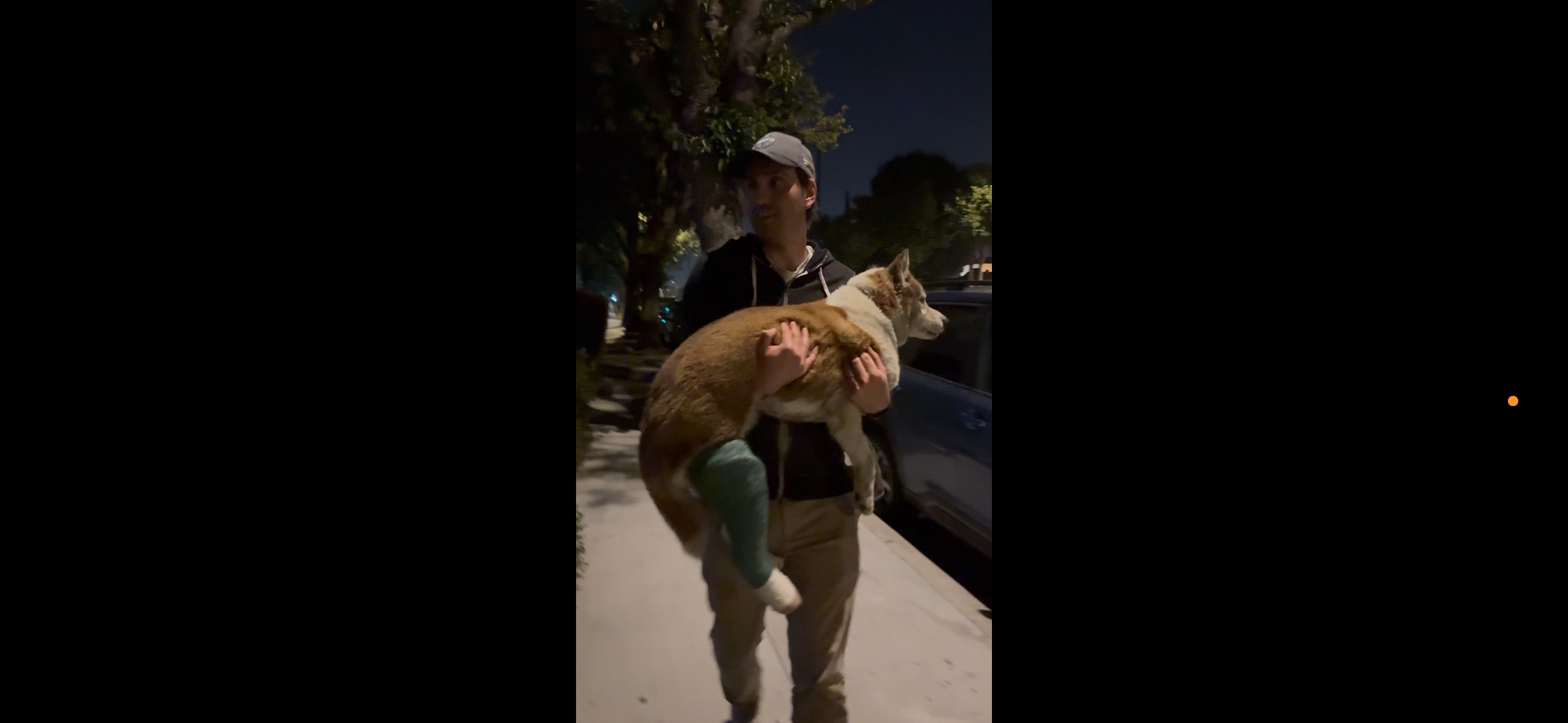 Help Injured Husky Get Life-Saving Surgery campaign photo, 5 of 8