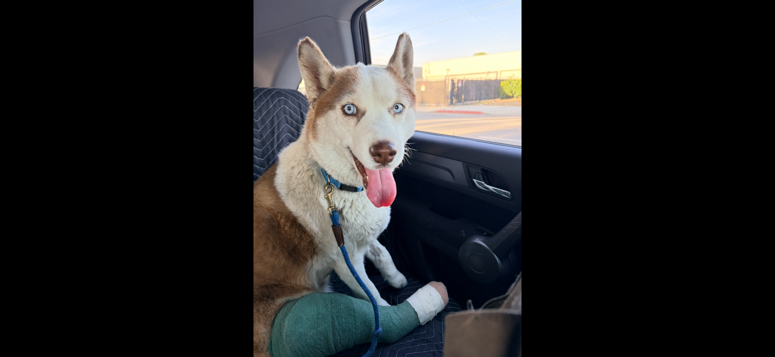 Help Injured Husky Get Life-Saving Surgery campaign photo, 6 of 8