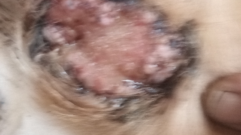 Help Sadie Get Lifesaving Surgery photo