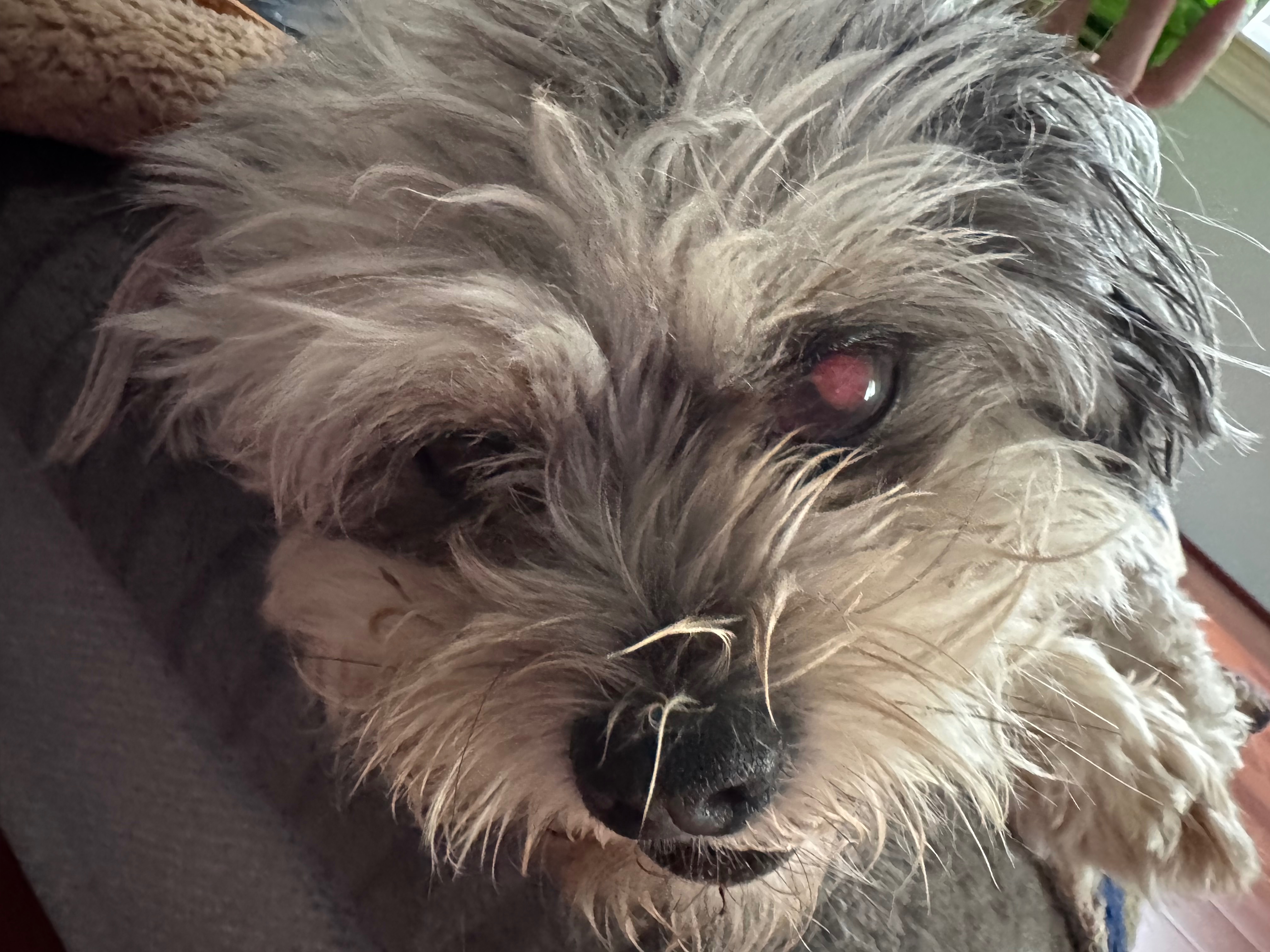 Help Fluffy Get Eye Surgery campaign photo, 4 of 5