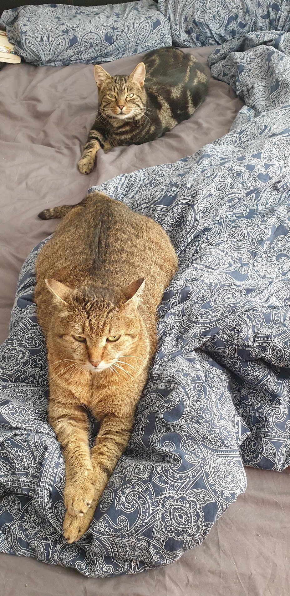 Fundraiser by Christopher Lally : Our cat Gera needs surgery, and we ...
