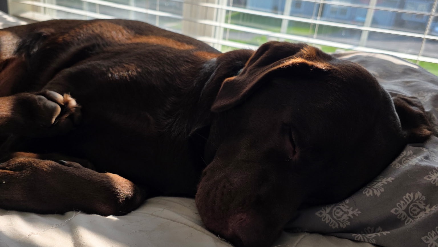 Help Megan with Duke's Emergency Vet Bills photo