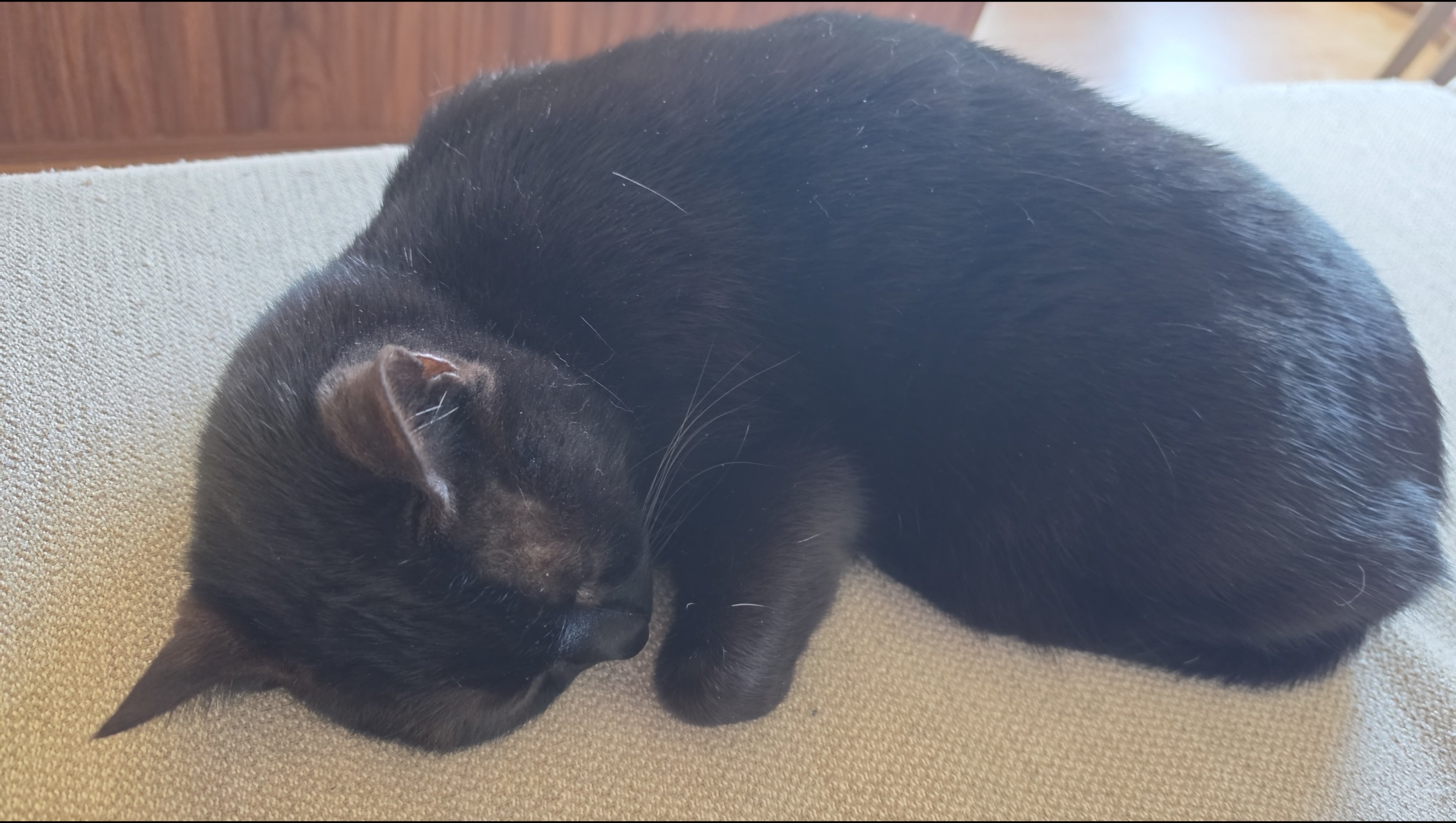 Support Moony’s Surgery for a Healthier Life photo