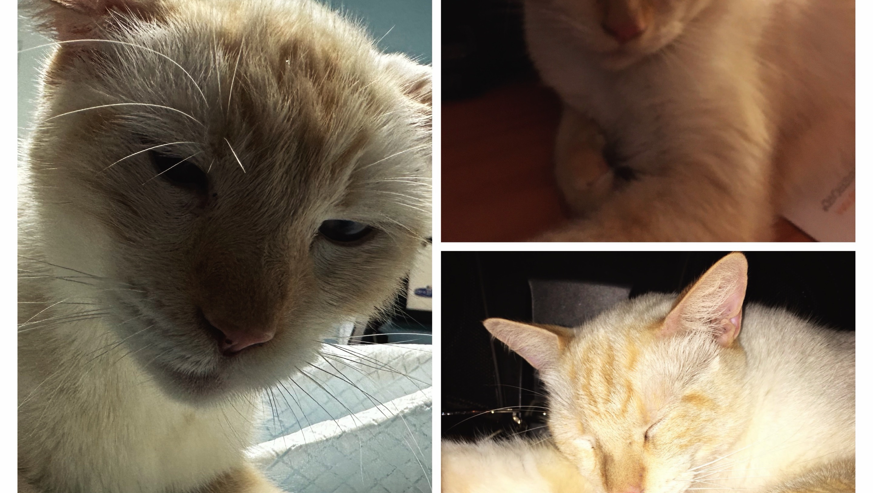 A Farewell to Mr. Beau or Bobo the Brave Cat photo