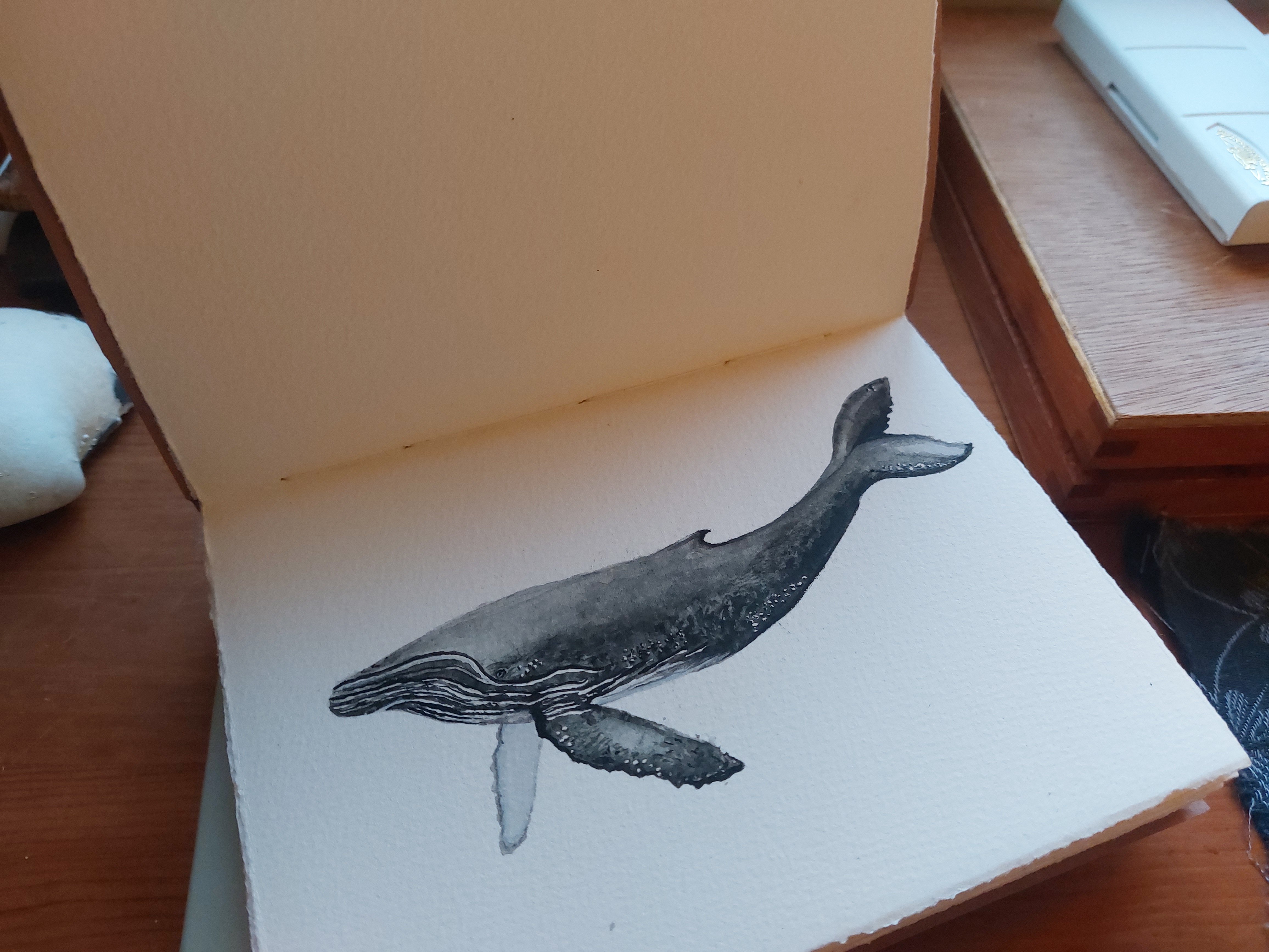 Marine Mammal Rescue Kit for Westray, Orkney campaign photo, 4 of 4