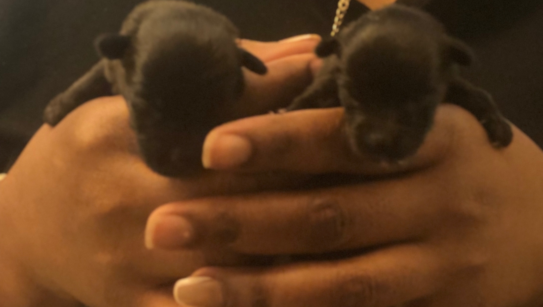 Help Kala’s Puppies Get Vet Care & Supplies photo