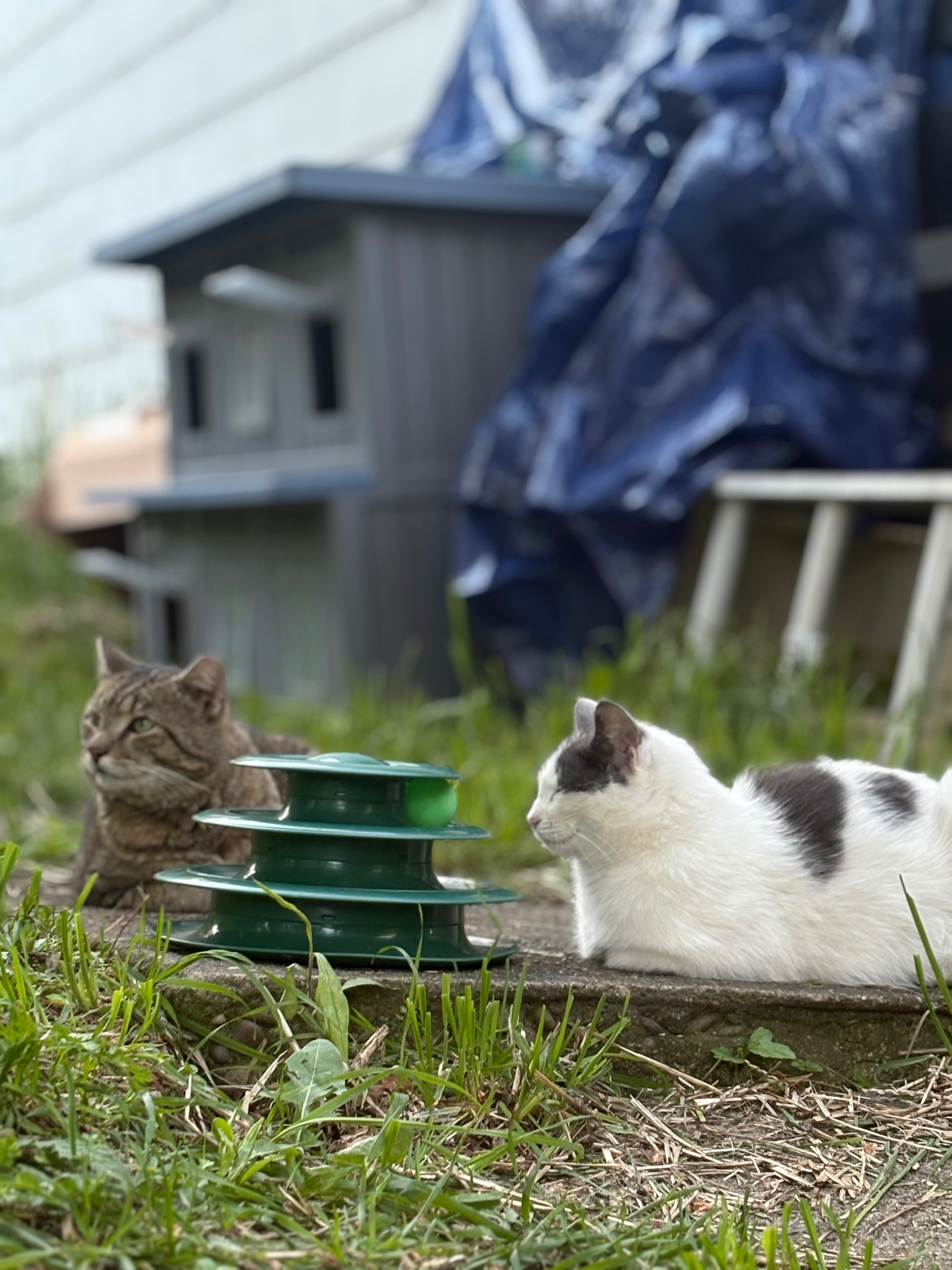 Support Our Street Cat Rescue and Vet Care campaign photo, 7 of 8