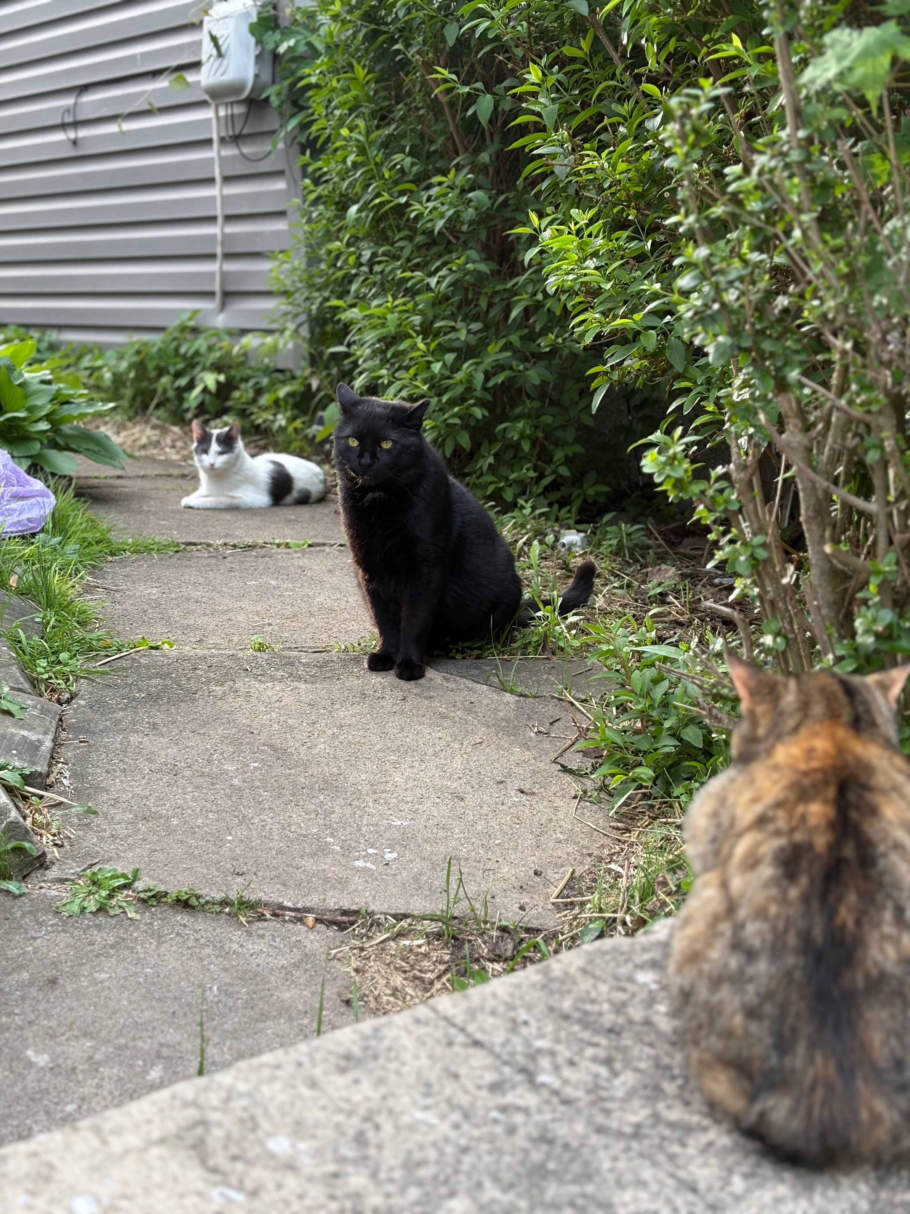 Support Our Street Cat Rescue and Vet Care campaign photo, 2 of 8