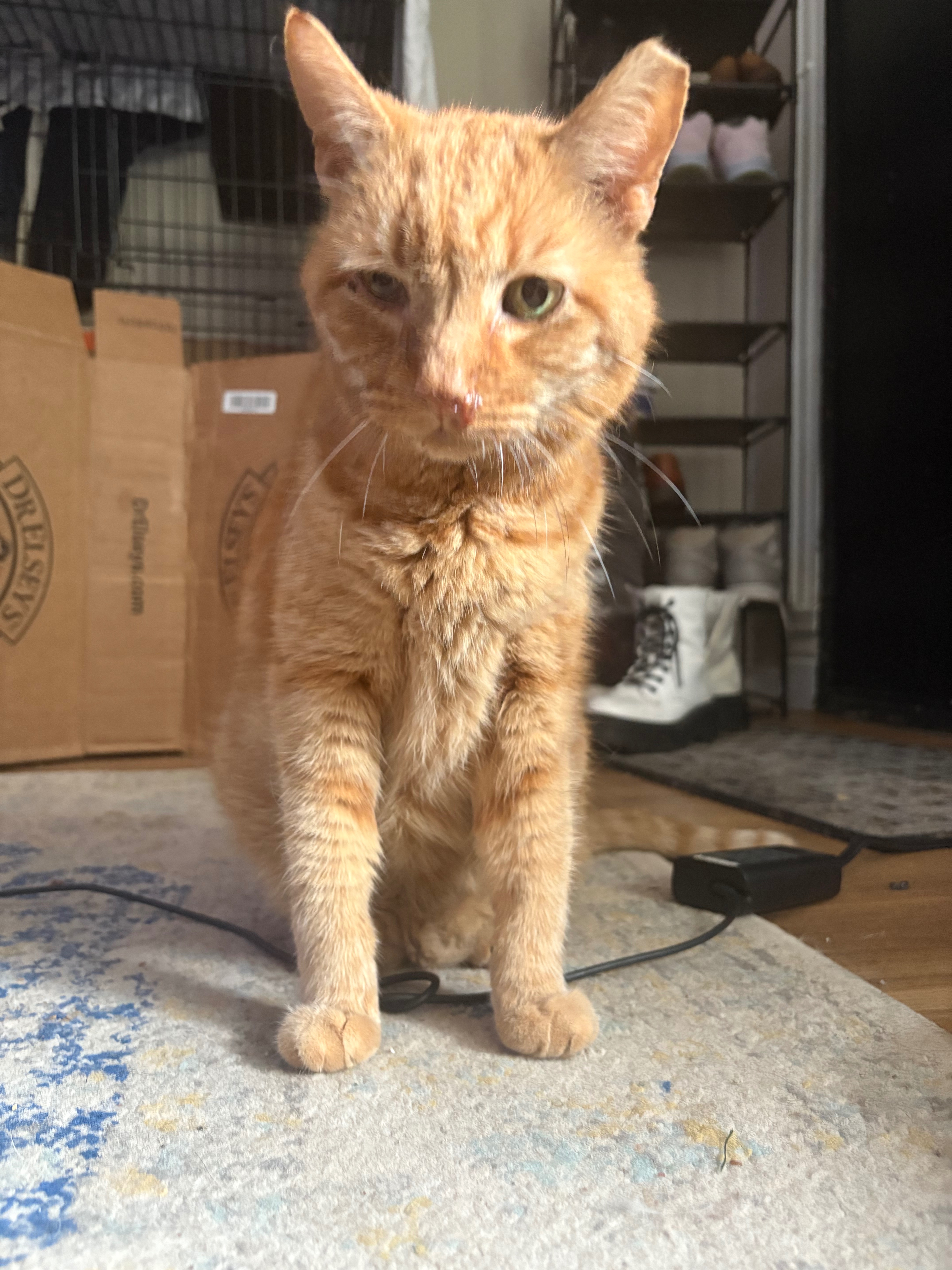 Support Our Street Cat Rescue and Vet Care campaign photo, 4 of 8