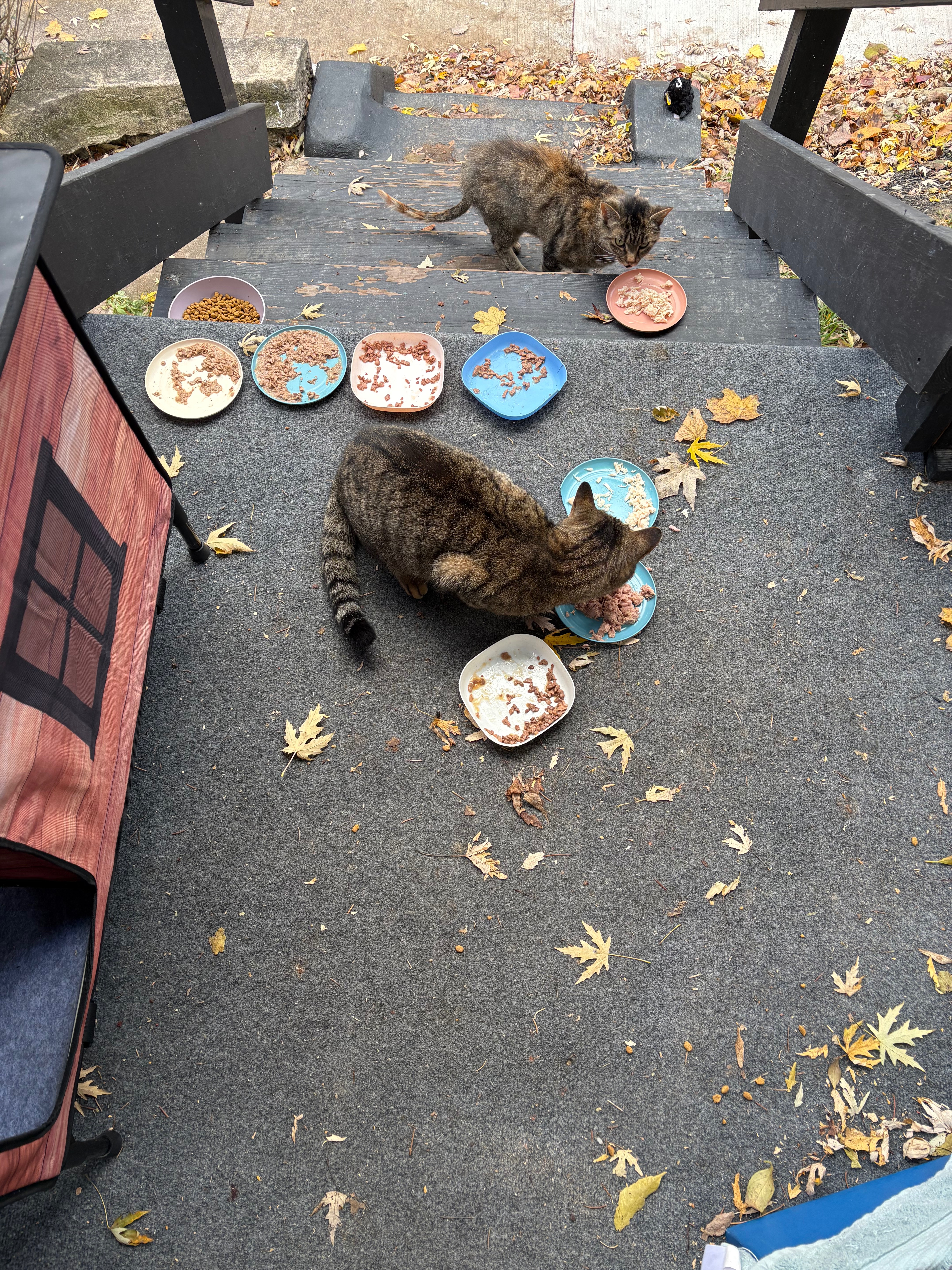 Support Our Street Cat Rescue and Vet Care campaign photo, 5 of 8