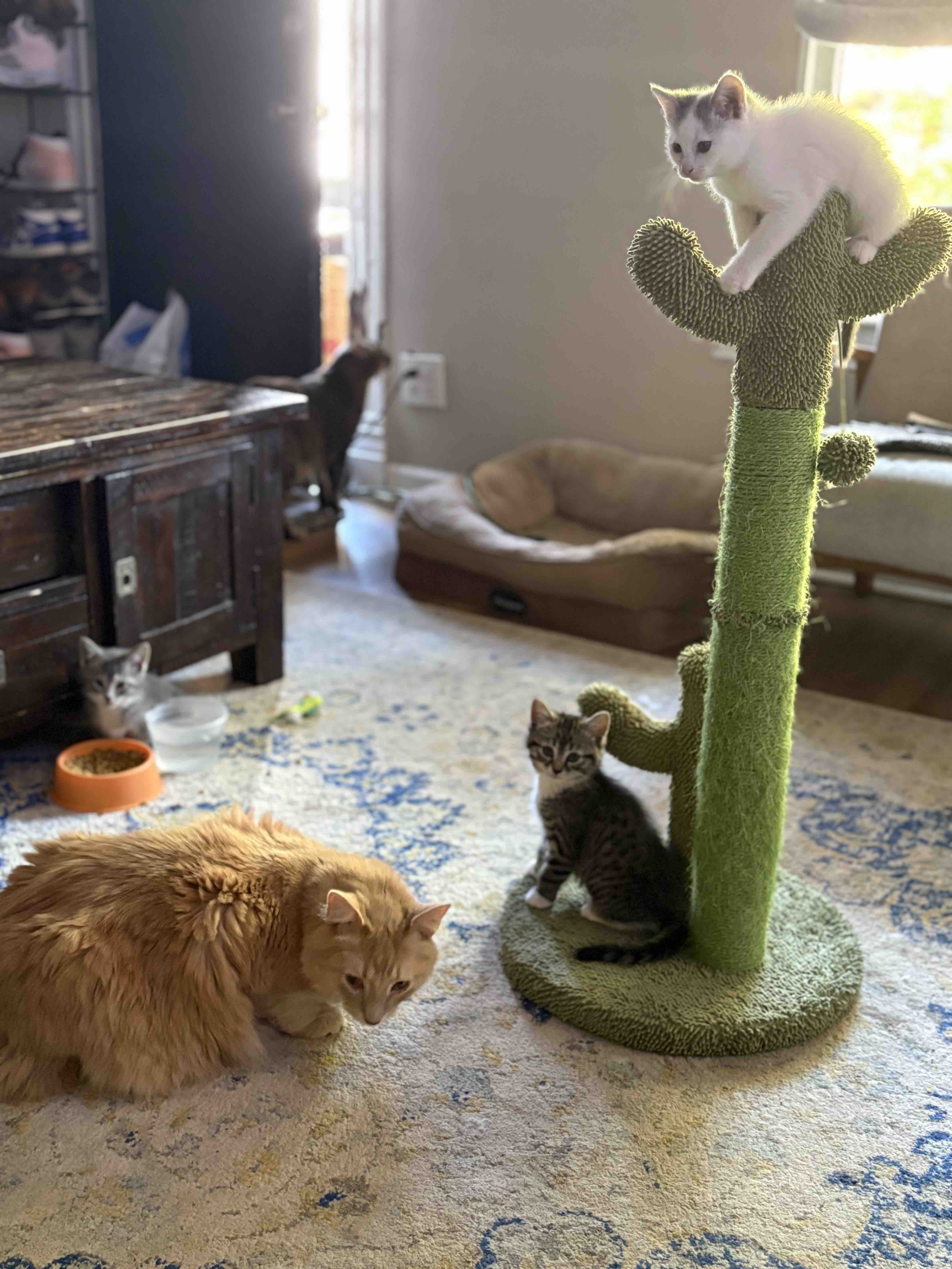 Support Our Street Cat Rescue and Vet Care campaign photo, 6 of 8