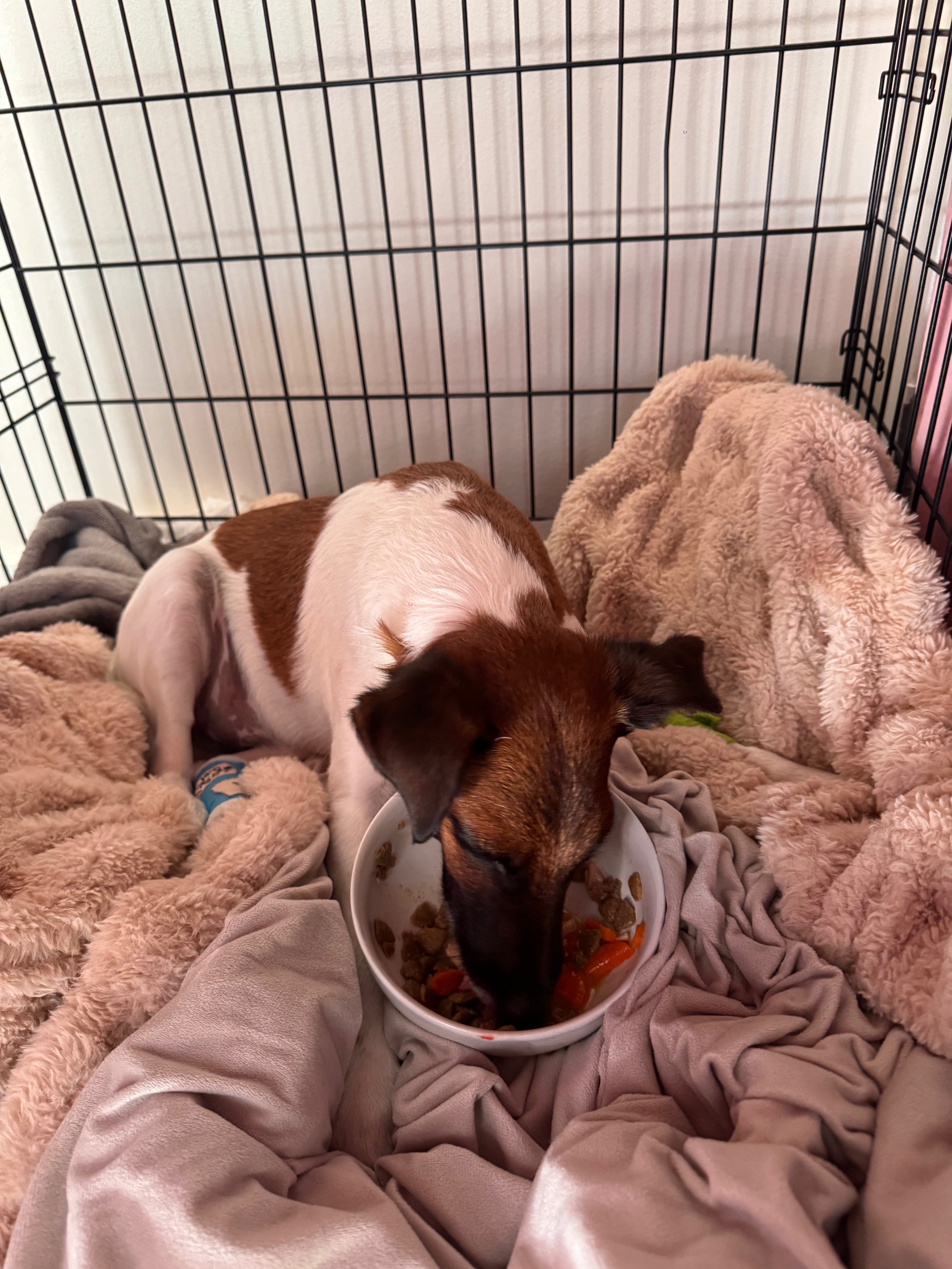 Help Save Spaky’s Life campaign photo, 7 of 8
