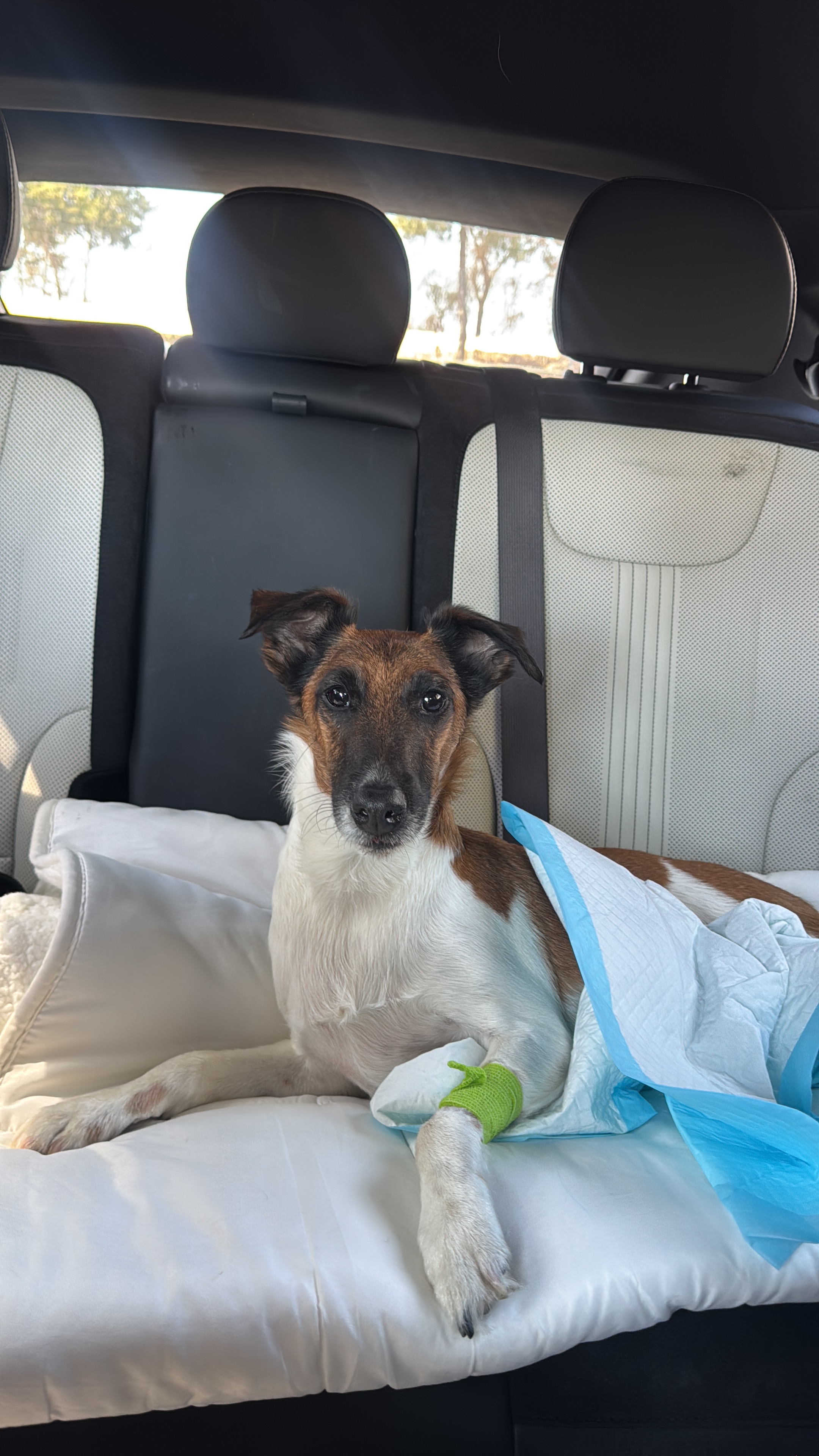 Help Save Spaky’s Life campaign photo, 5 of 8