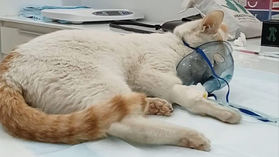 Help Noureen’s Mission to Rescue and Care for Stray Animals photo
