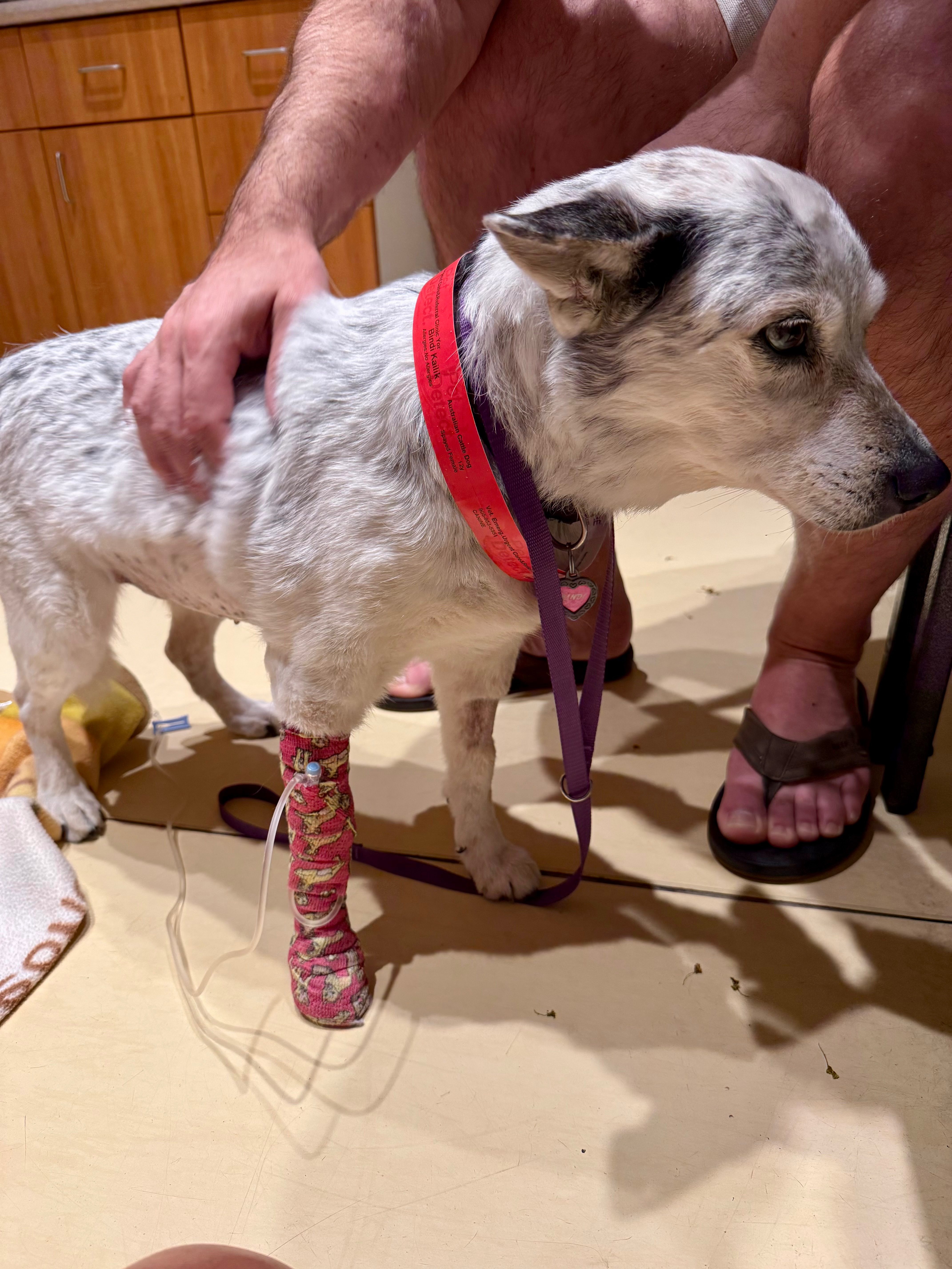 Bindi’s surgery & recovery campaign photo, 2 of 6