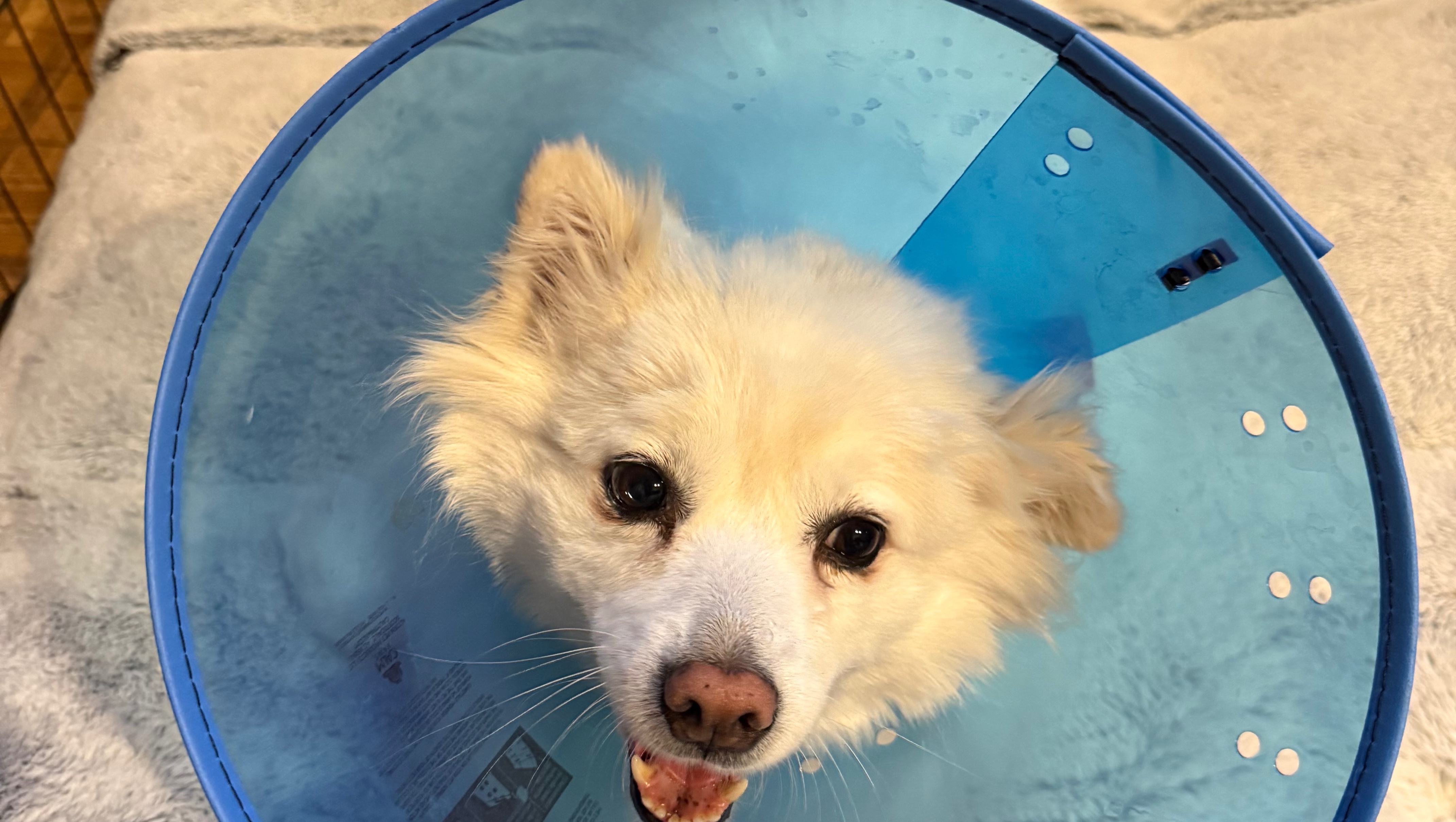 Help Nala Run and Play Again photo