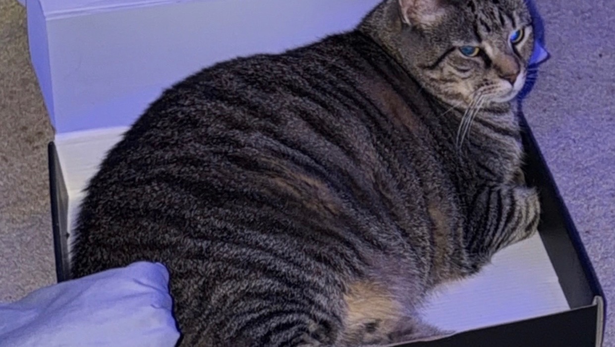 Help Luna and Convee Get Their Vet Care photo
