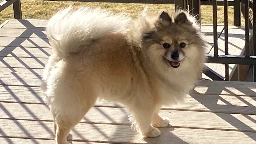 Help Neytiri Get Urgent Heart Care photo