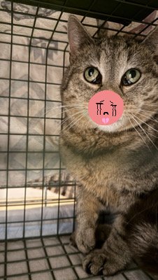 Kampagnen-Foto für Uns gehen die Mäuse aus, 7 von 8