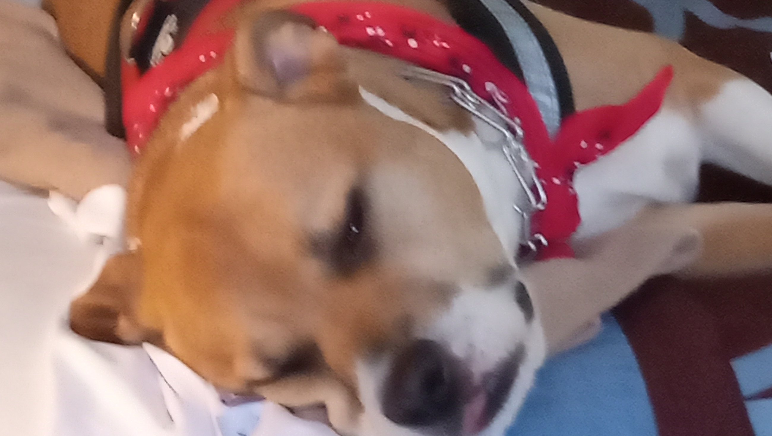 Support for My Recovery & Service Dog Care photo