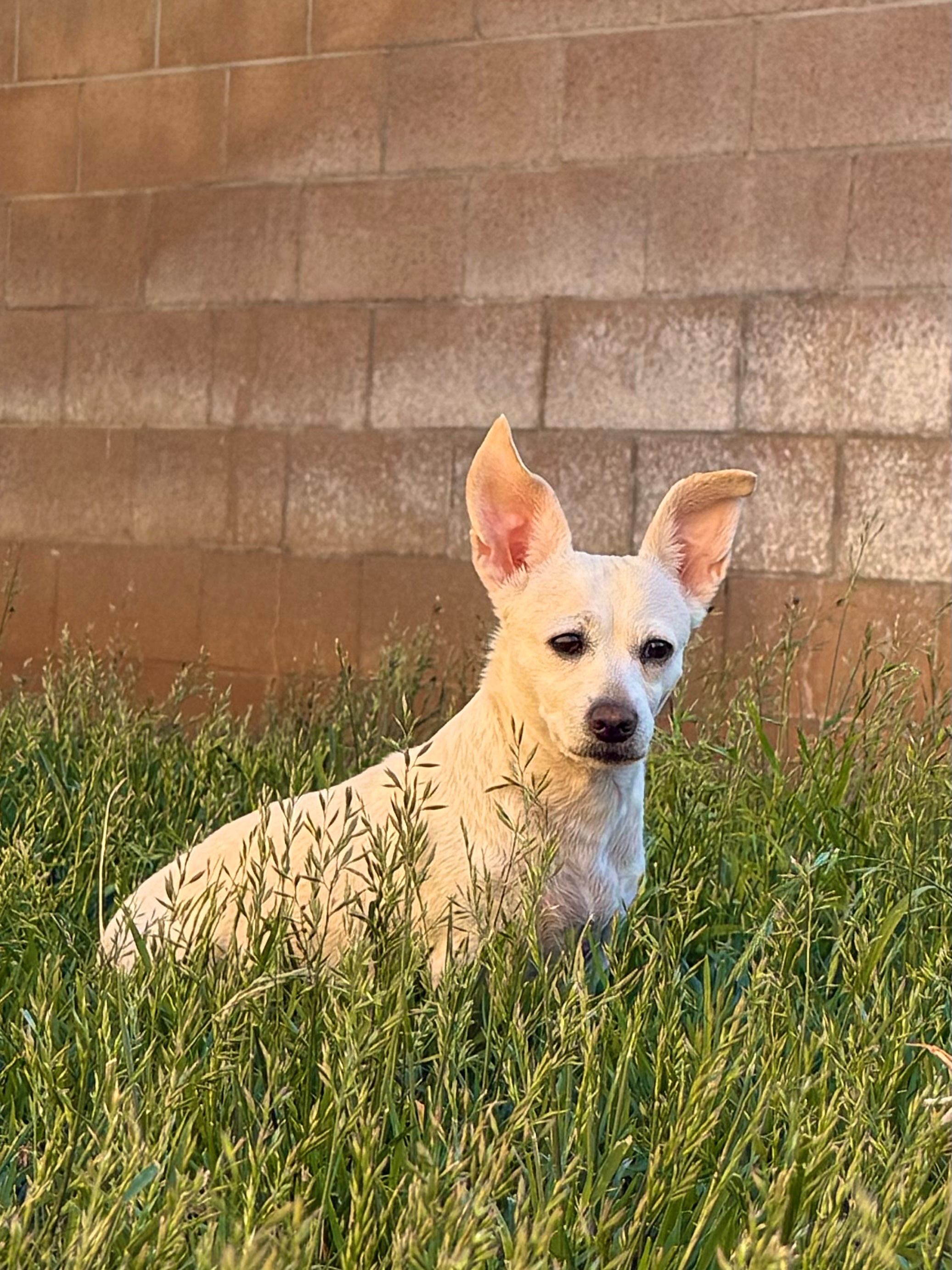 Help Gwenna Get Her Dental Procedure campaign photo, 7 of 8