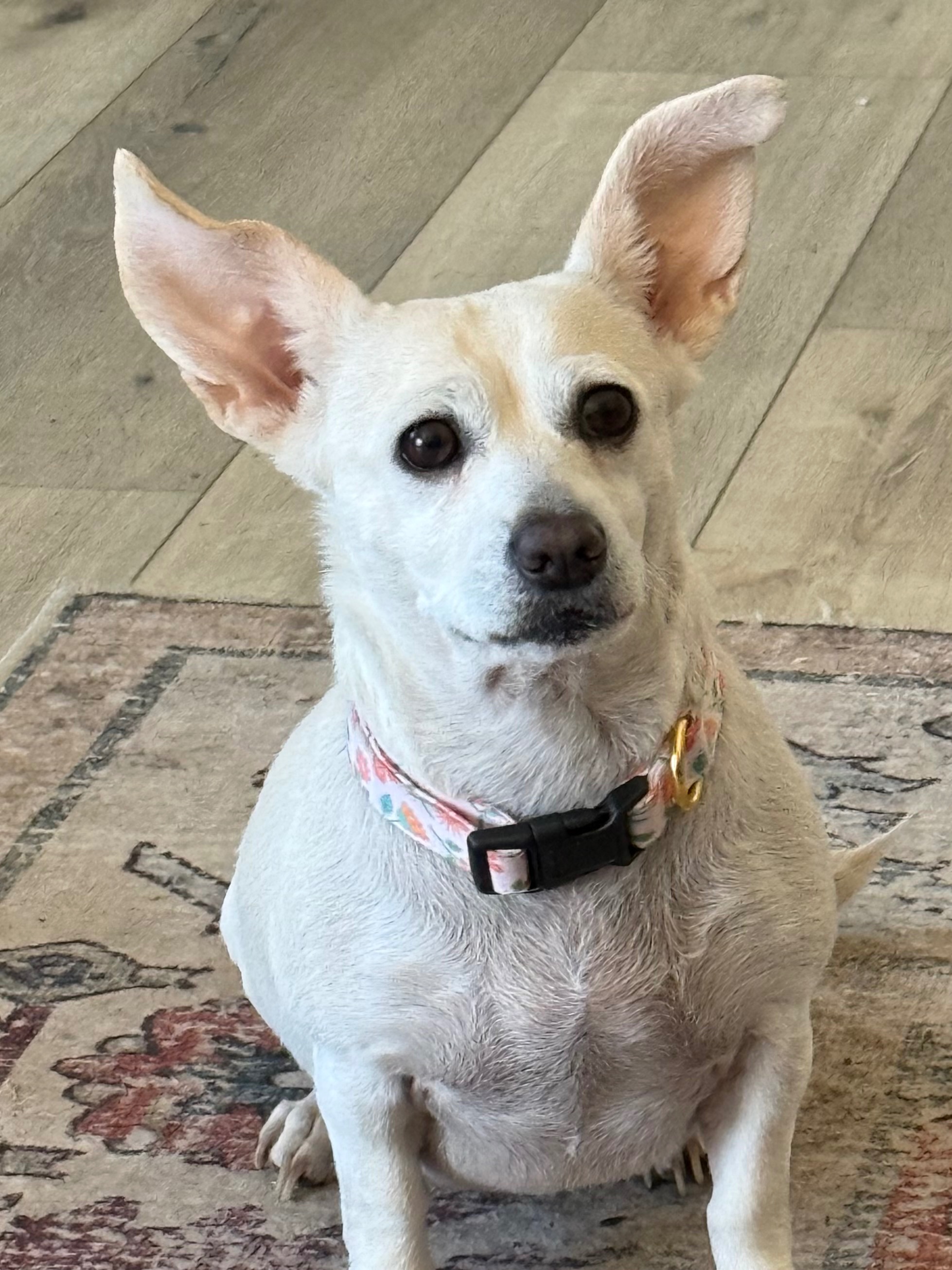 Help Gwenna Get Her Dental Procedure campaign photo, 4 of 8