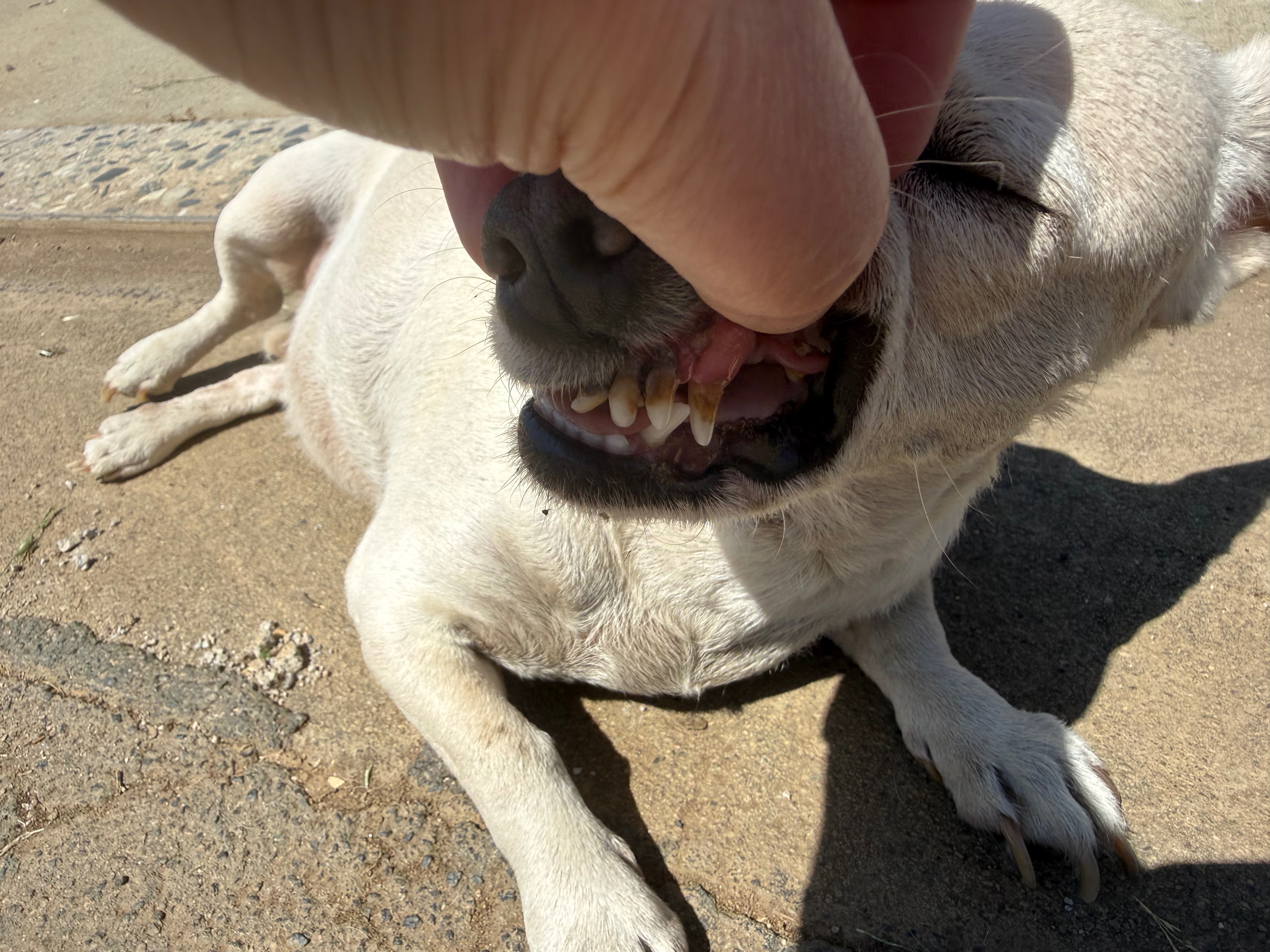 Help Gwenna Get Her Dental Procedure campaign photo, 5 of 8