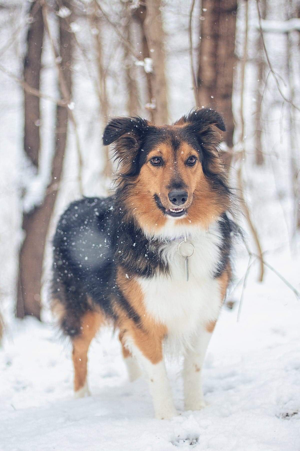 Fundraiser by Ally Herb : Help Moe Get Lifesaving Liver Treatment