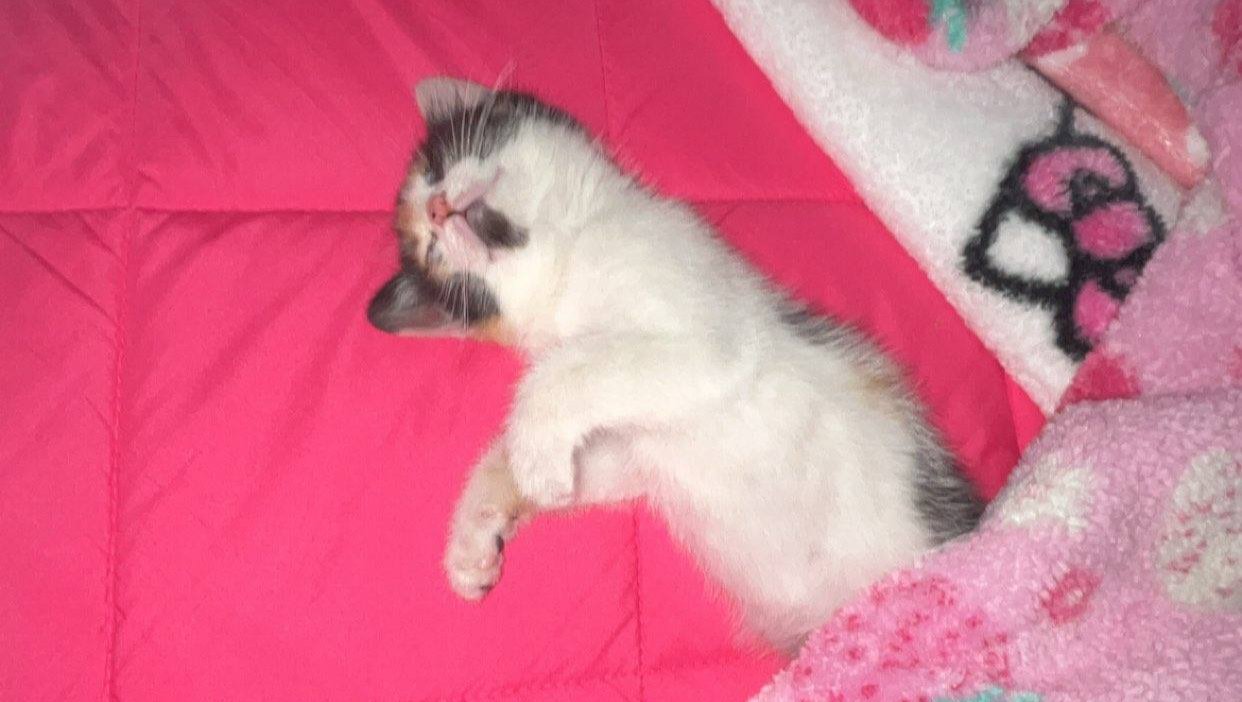 Funds for Vet and Supplies for New Kitten photo