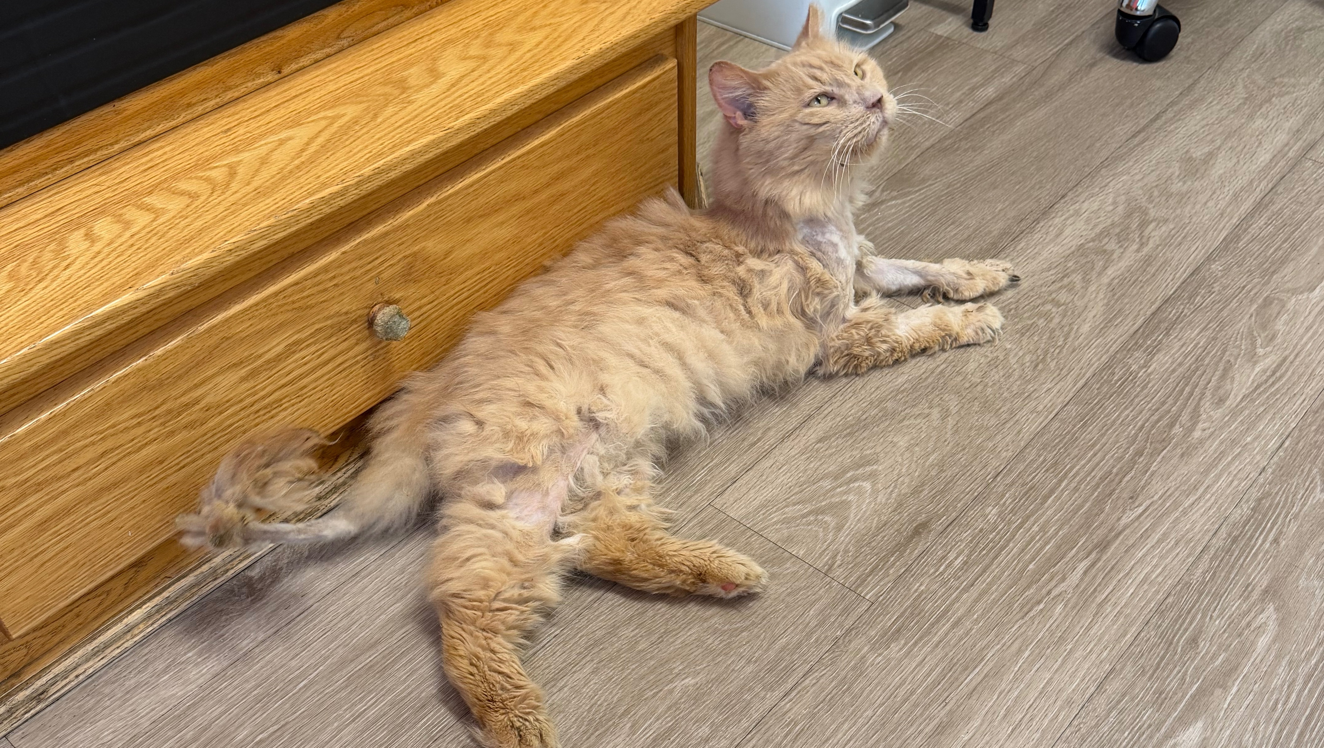 Help a rescued stray cat get urgent vet care photo