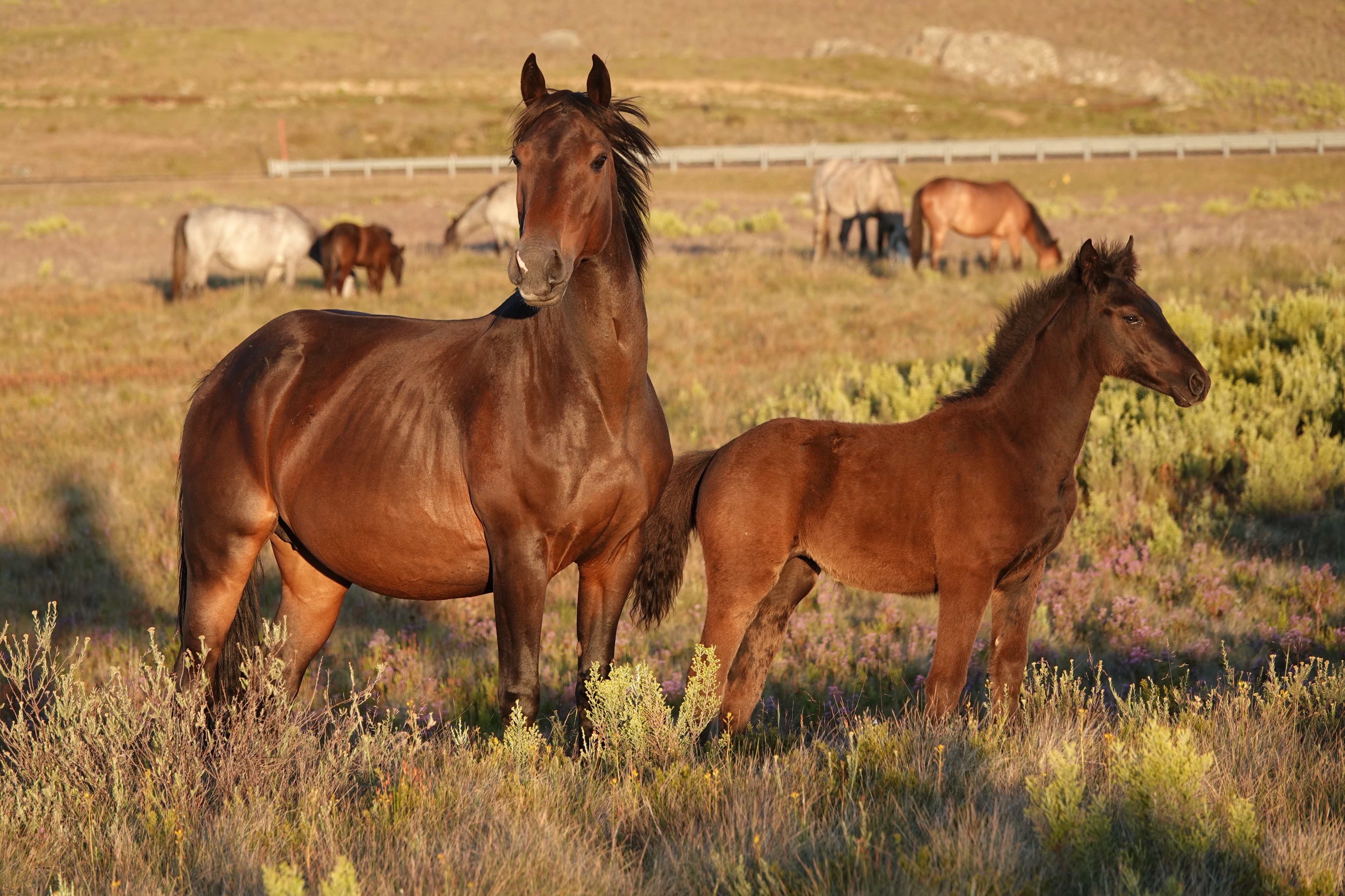 Support the a film about saving wild horses campaign photo, 7 of 8